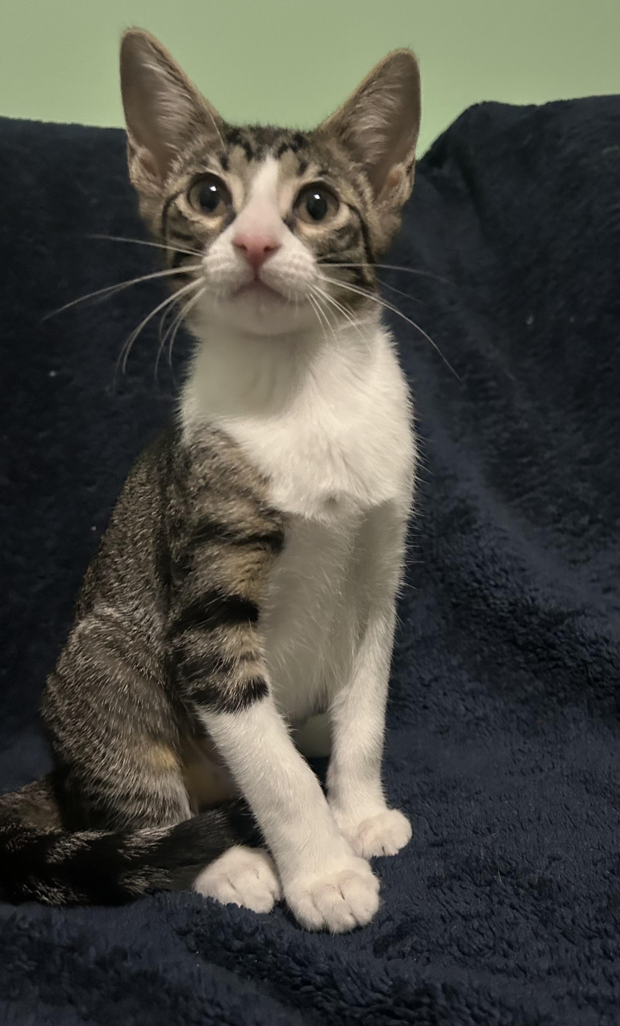 Enlarge Tortilla, a Adoptable mixed breed in Chattanooga, TN image 5/6