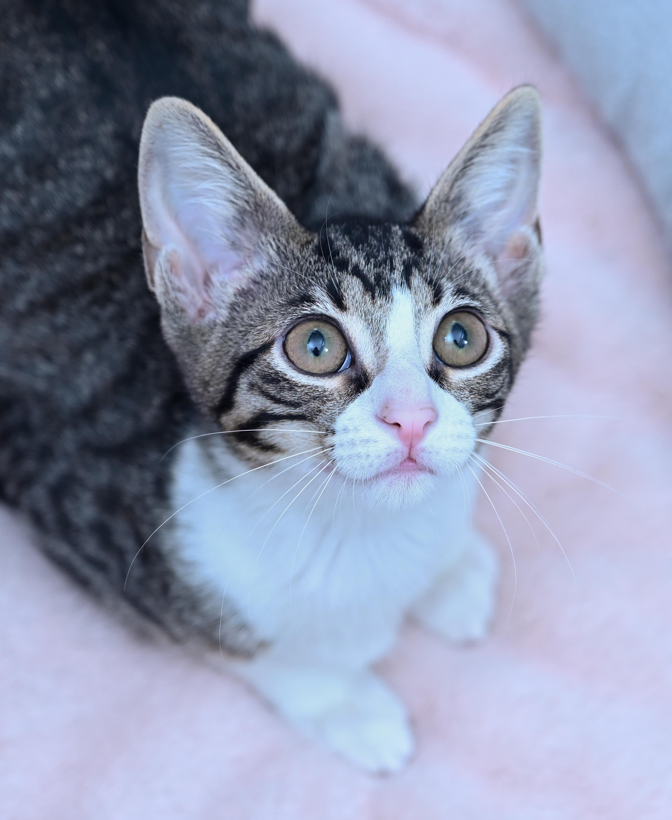 Enlarge Tortilla, a Adoptable mixed breed in Chattanooga, TN image 2/6