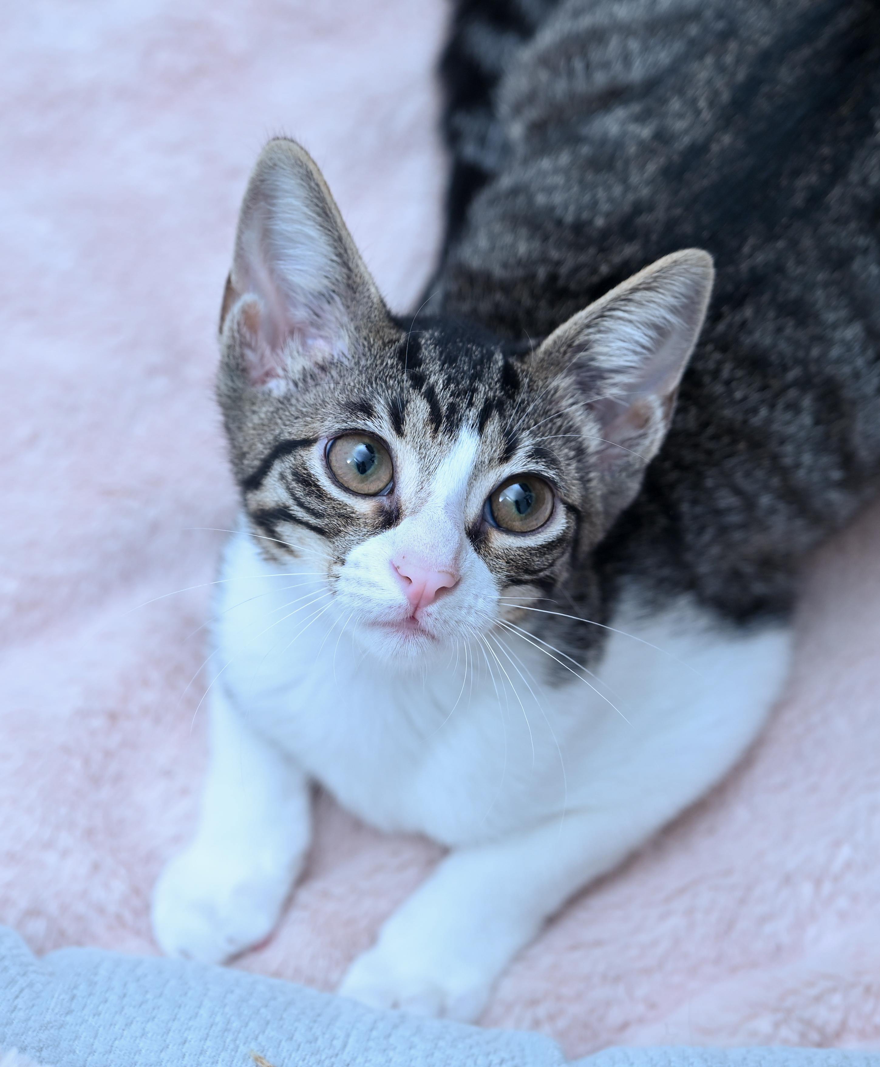 Enlarge Tortilla, a Adoptable mixed breed in Chattanooga, TN image 1/6