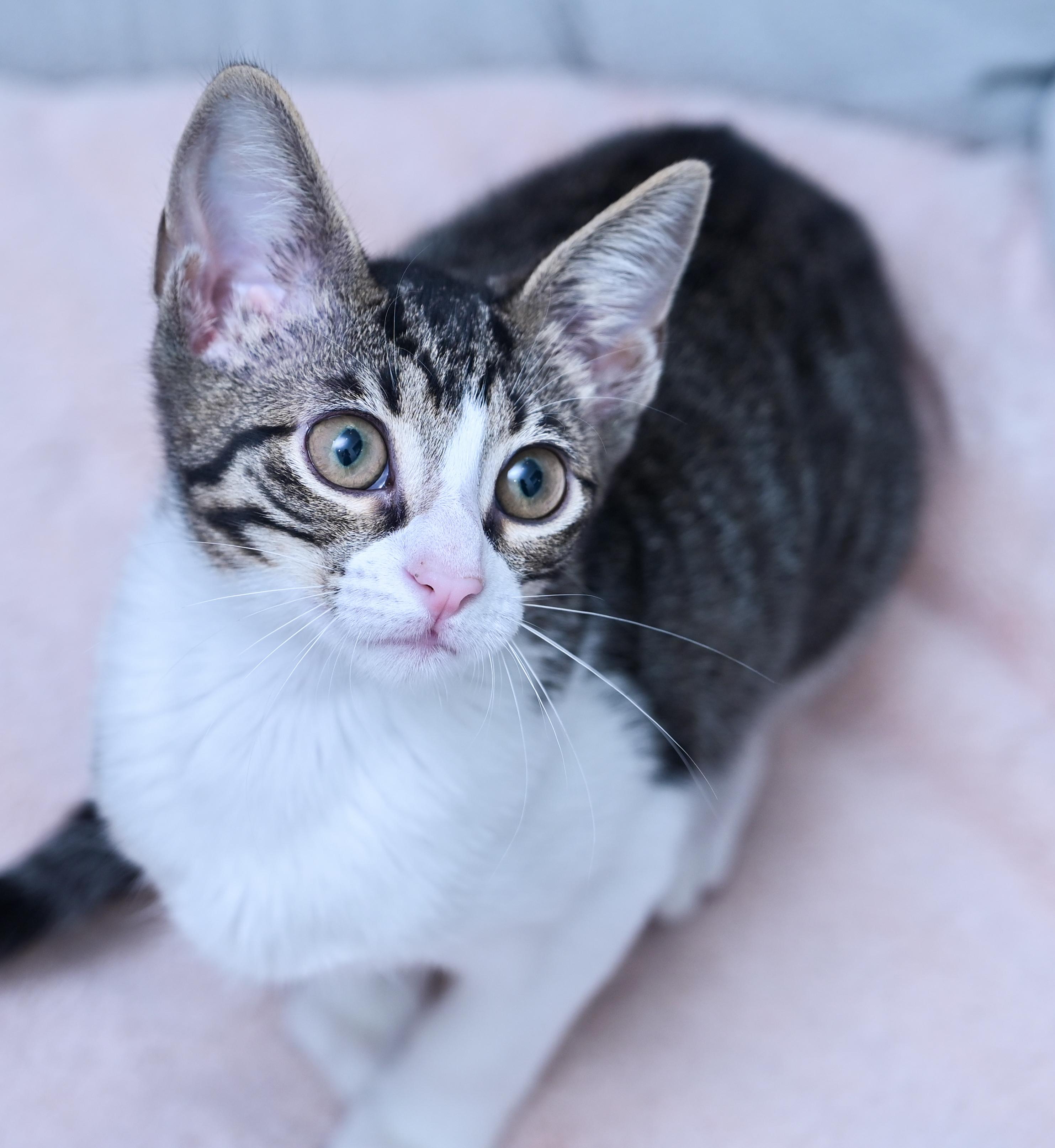 Enlarge Tortilla, a Adoptable mixed breed in Chattanooga, TN image 4/6