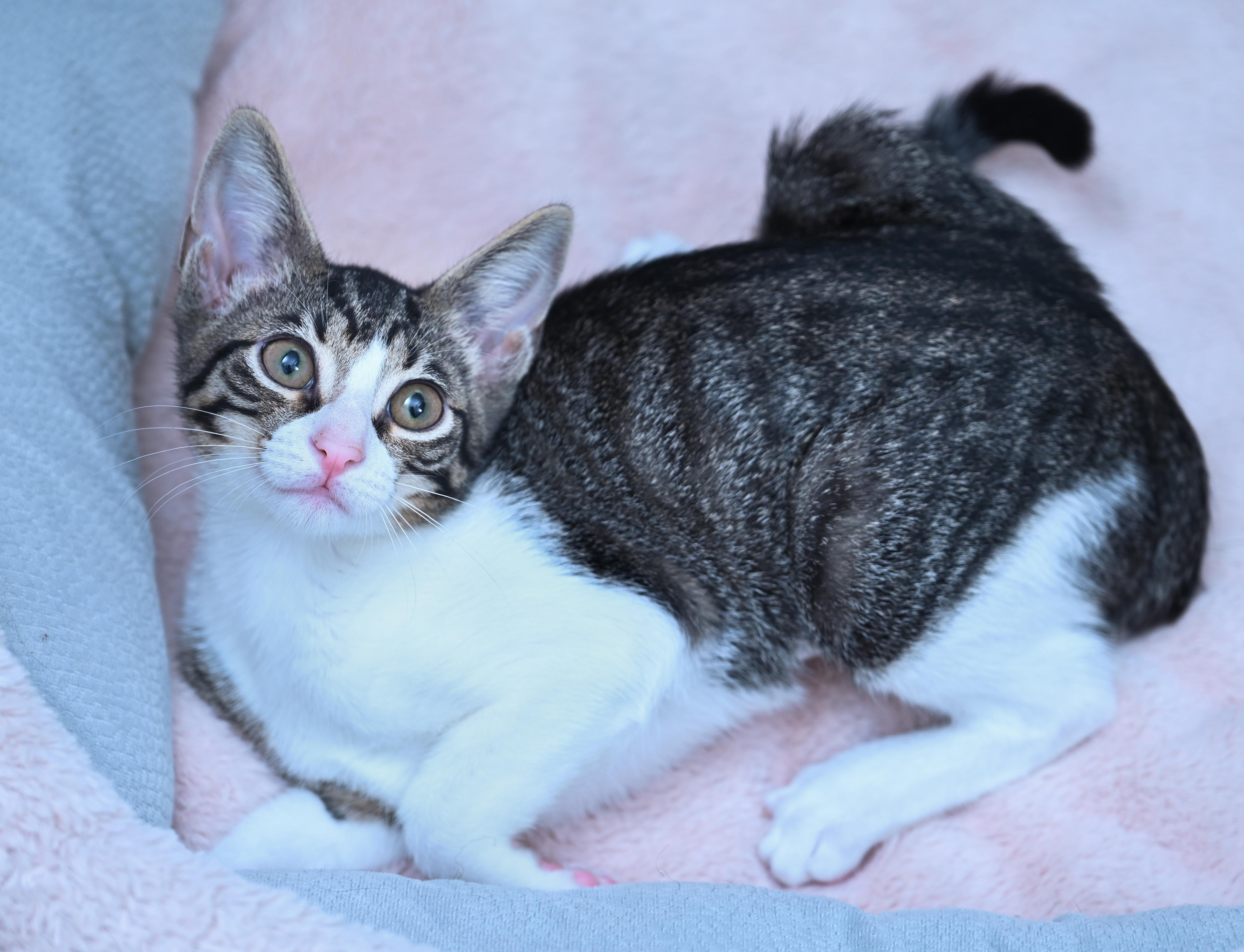 Enlarge Tortilla, a Adoptable mixed breed in Chattanooga, TN image 3/6