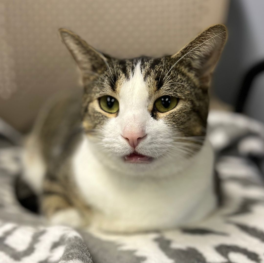 Logan, a Adoptable Domestic Short Hair in Columbus, OH image 1/12