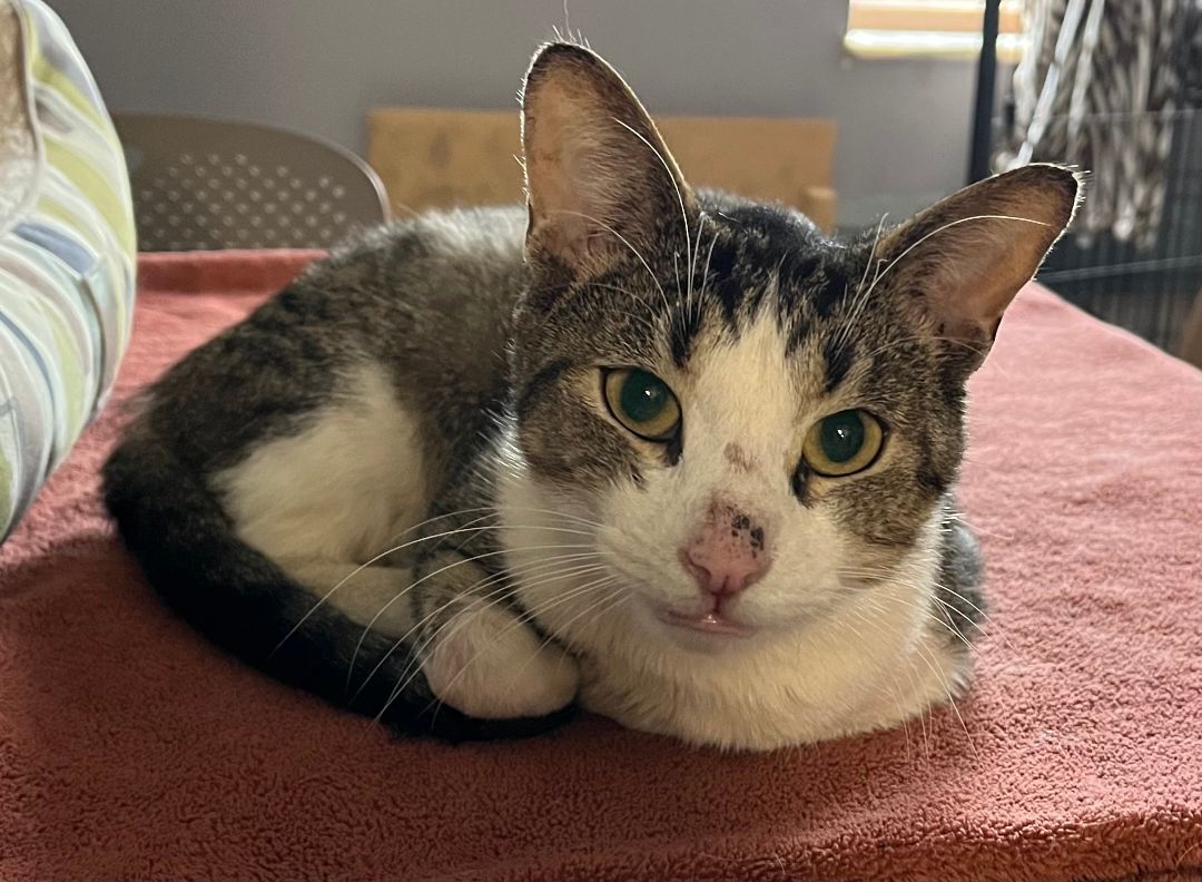 Logan, a Adoptable Domestic Short Hair in Columbus, OH image 2/12