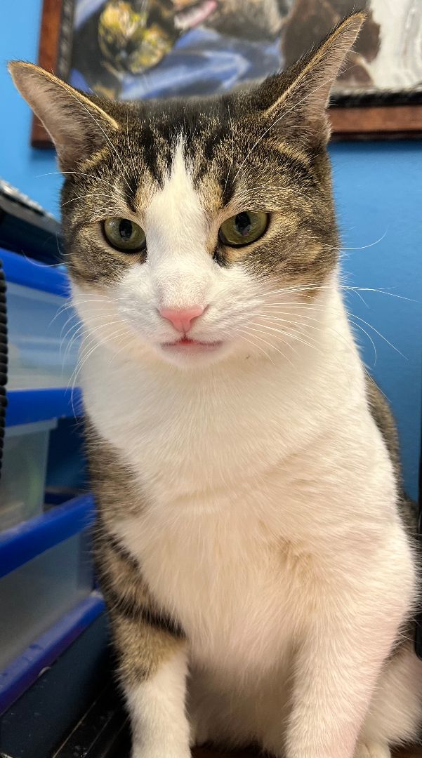 Logan, a Adoptable Domestic Short Hair in Columbus, OH image 3/12