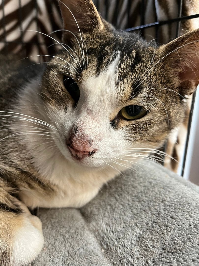 Logan, a Adoptable Domestic Short Hair in Columbus, OH image 4/12