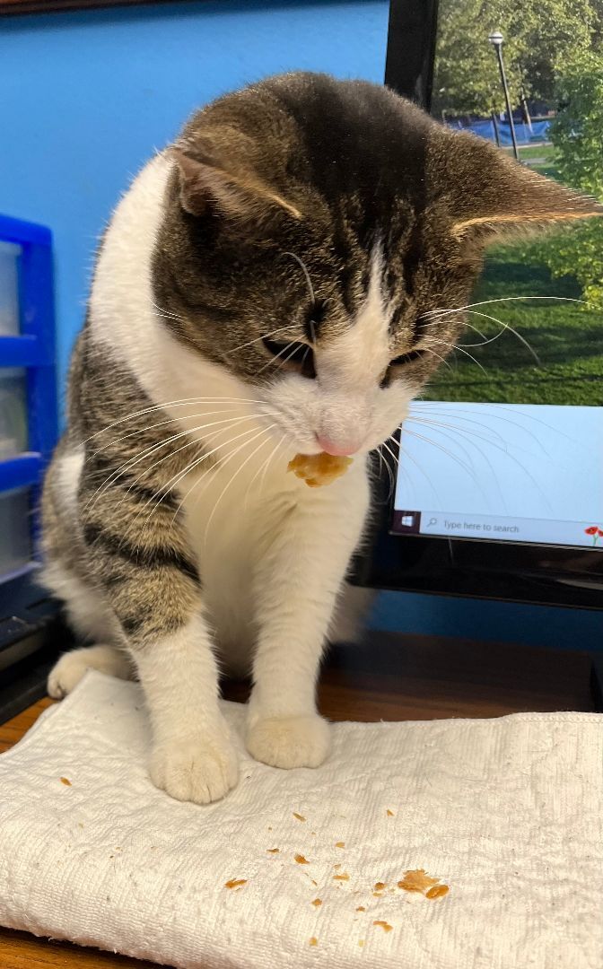 Logan, a Adoptable Domestic Short Hair in Columbus, OH image 5/12