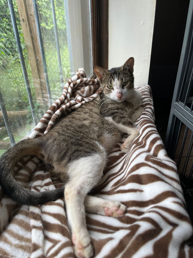 Logan, a Adoptable Domestic Short Hair in Columbus, OH image 6/12