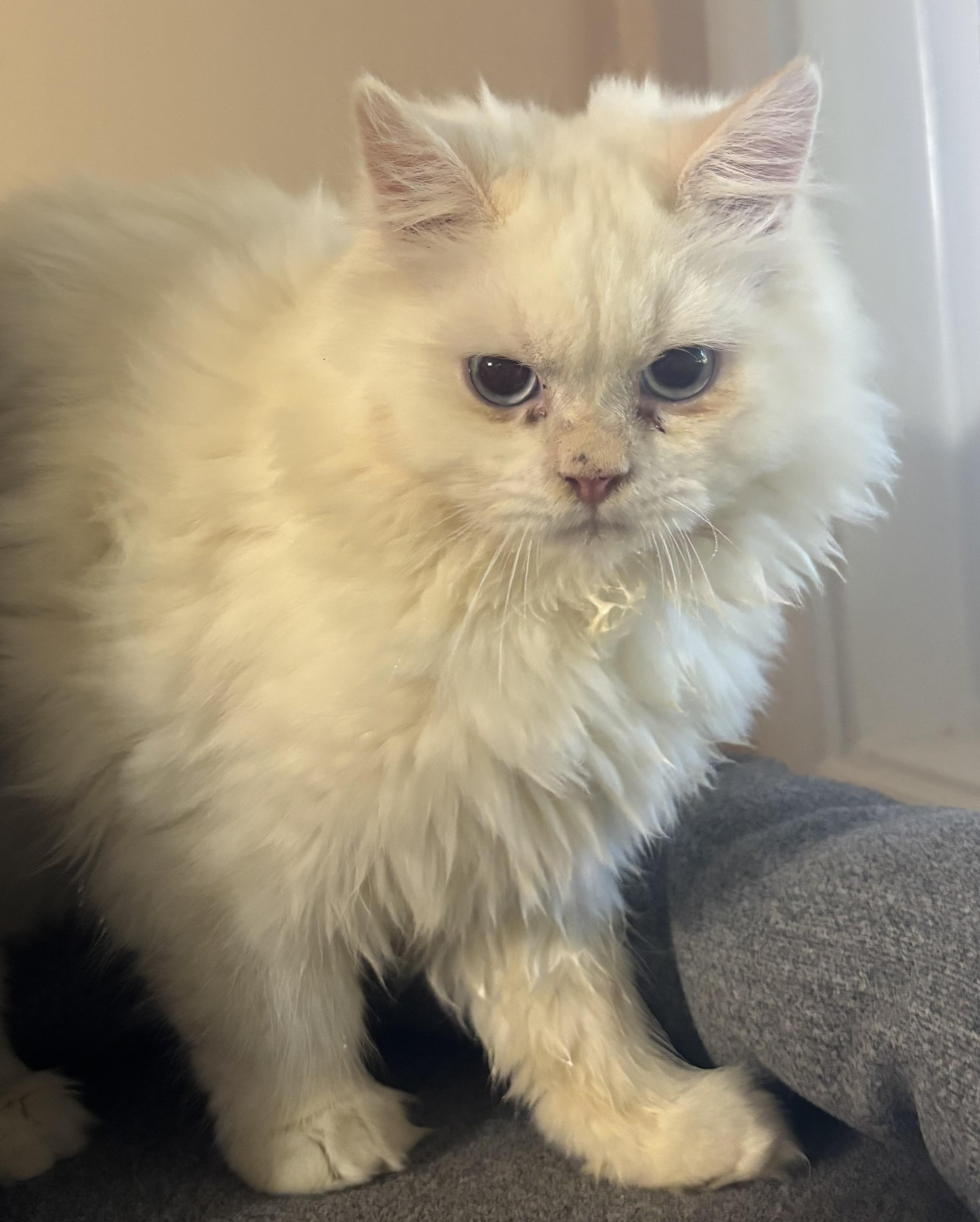 Paulie (Persian, kitten), Adopted, Kitten Male Persian.