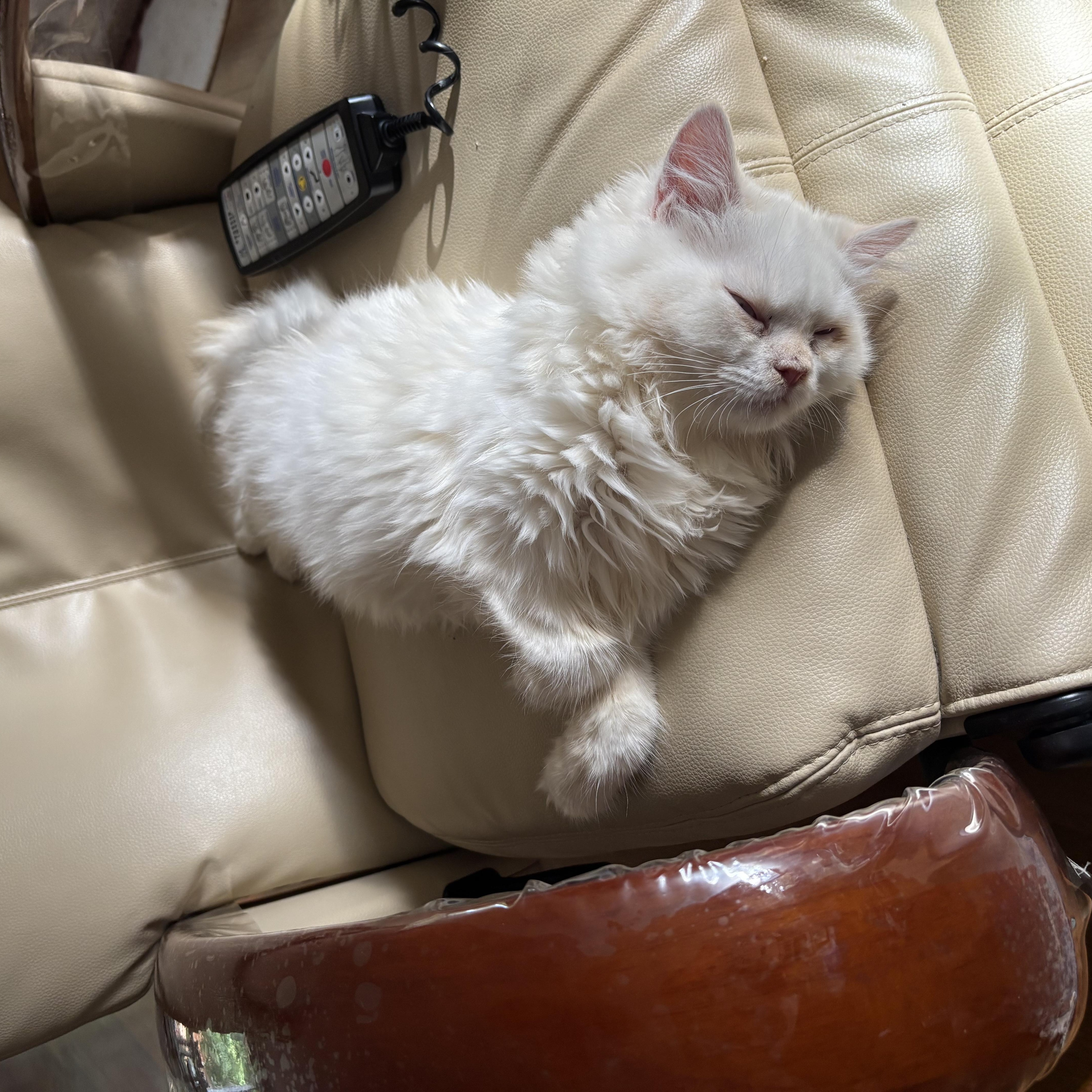 Enlarge Paulie (Persian, kitten), a Adopted Persian in Fairfax, VA image 4/4