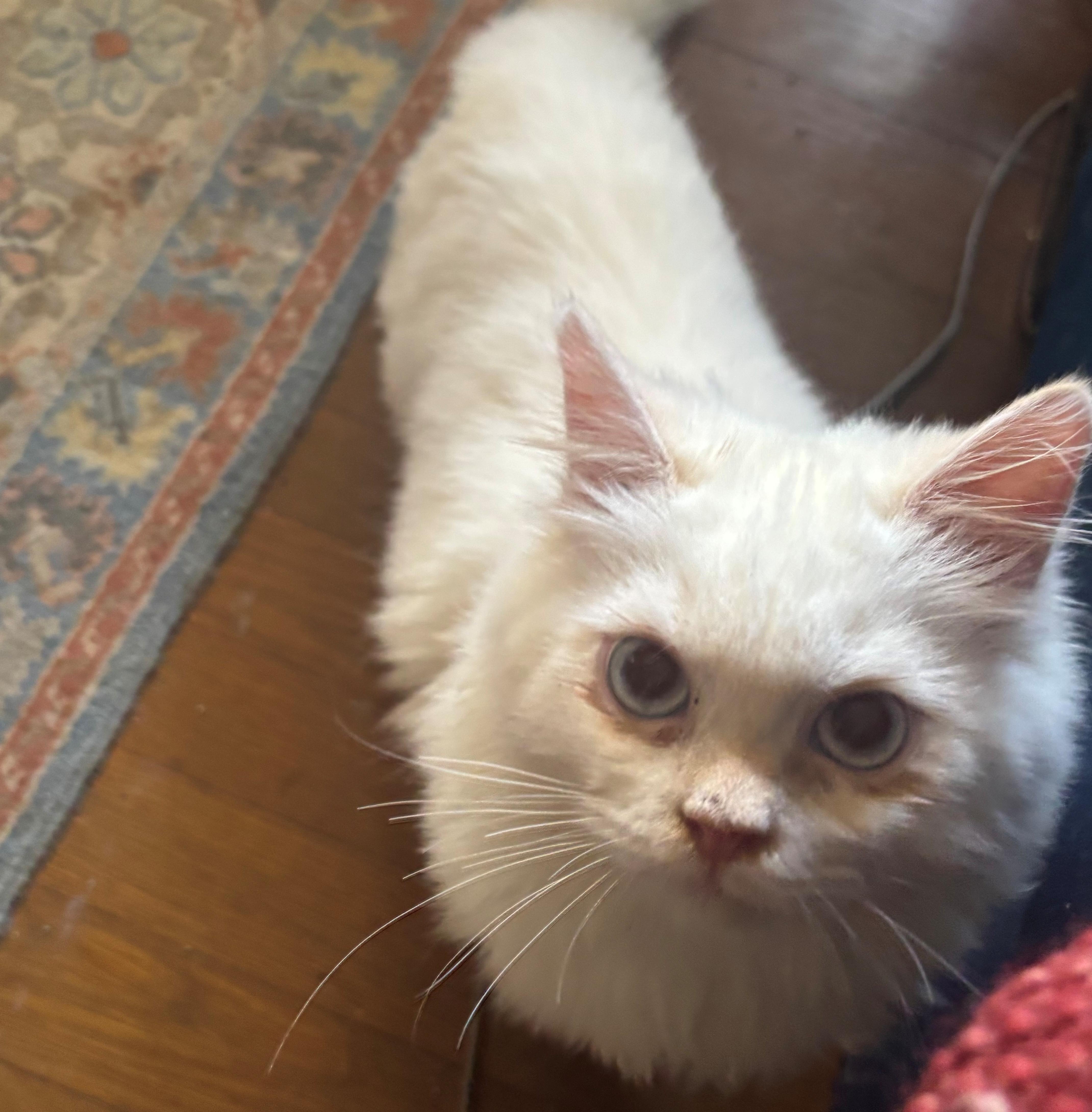 Enlarge Paulie (Persian, kitten), a Adopted Persian in Fairfax, VA image 2/4