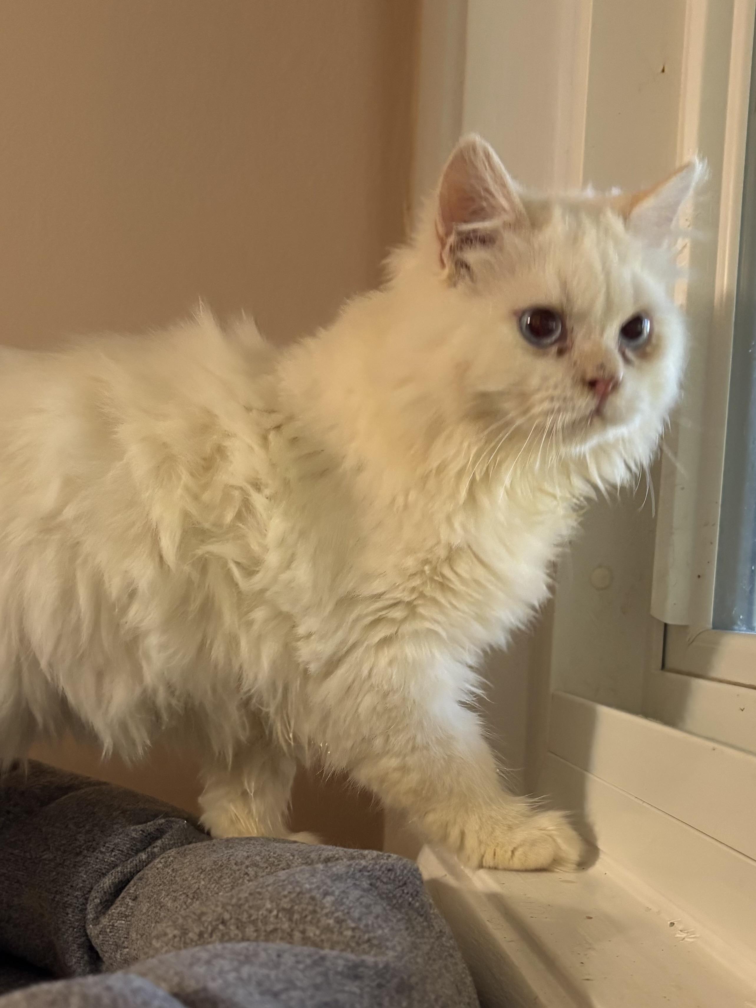 Enlarge Paulie (Persian, kitten), a Adopted Persian in Fairfax, VA image 3/4