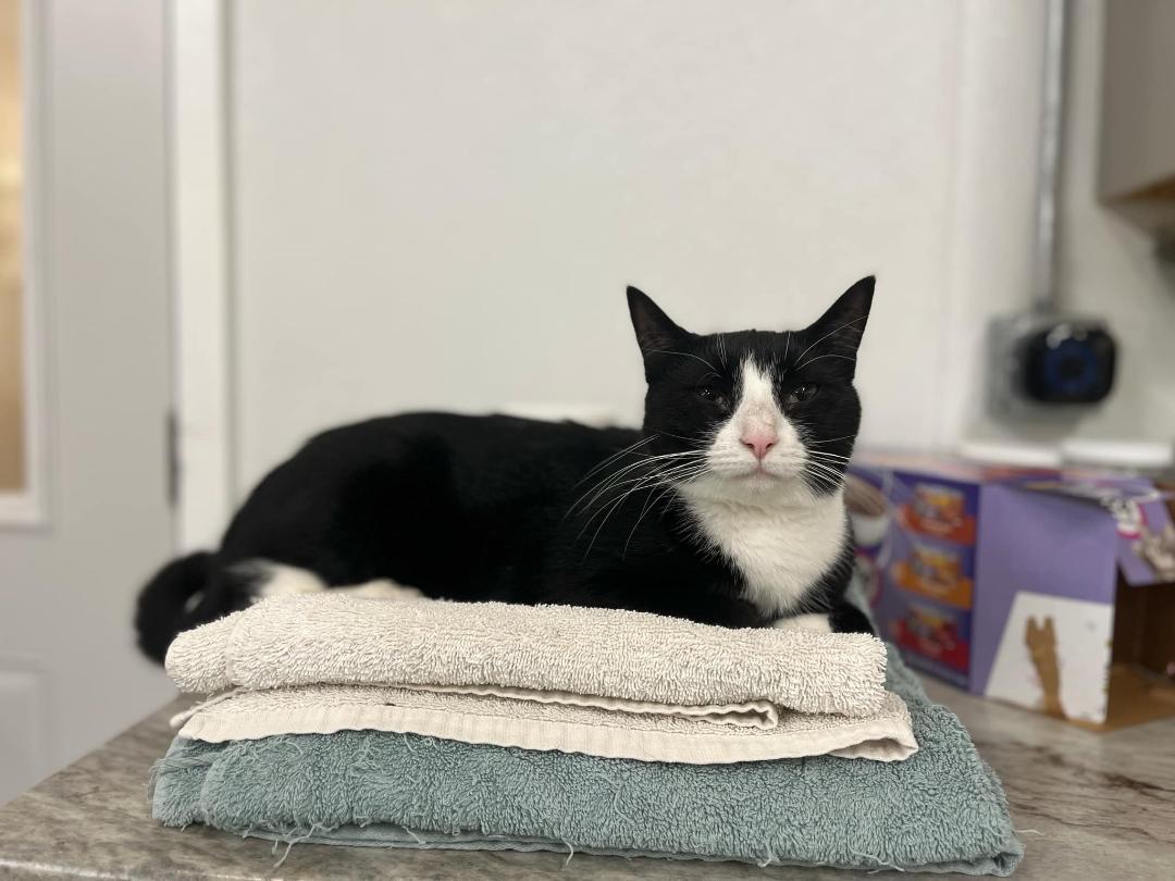 Enlarge Spiced, an adoptable Tuxedo in Kankakee, IL image 1/1
