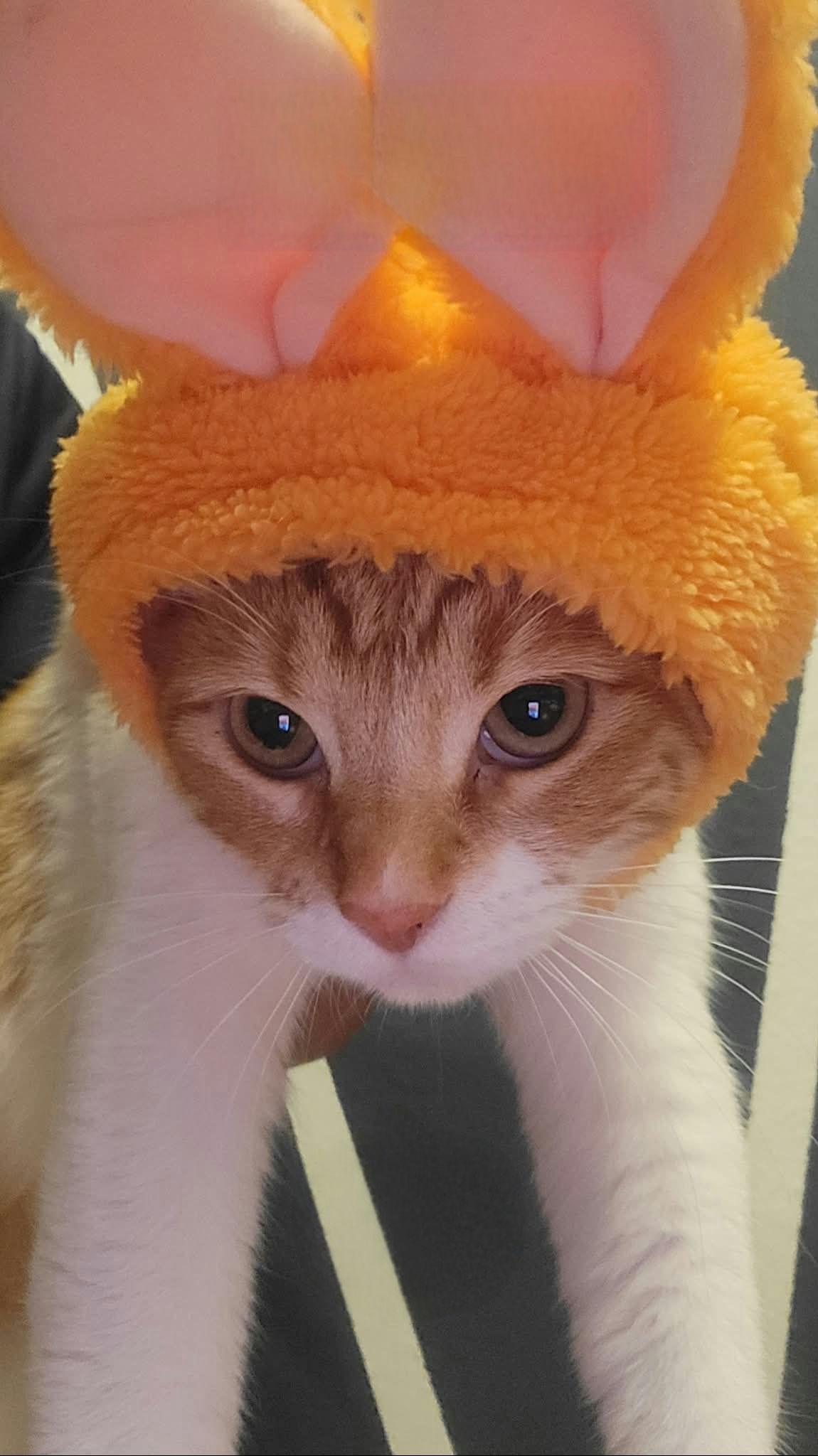 Enlarge Barbie, a Adoptable Domestic Short Hair in Houston, TX image 1/4