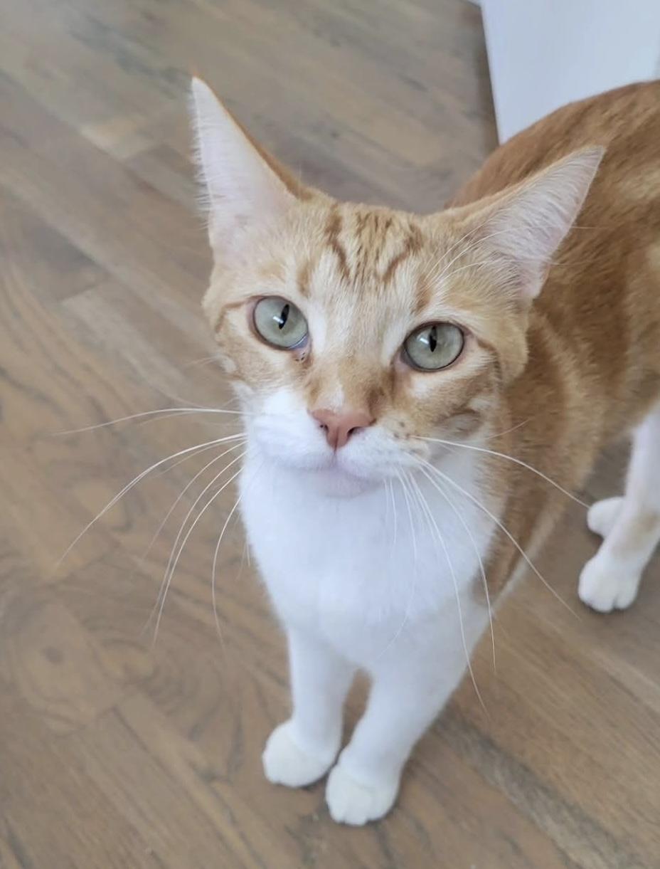 Enlarge Barbie, a Adoptable Domestic Short Hair in Houston, TX image 1/5