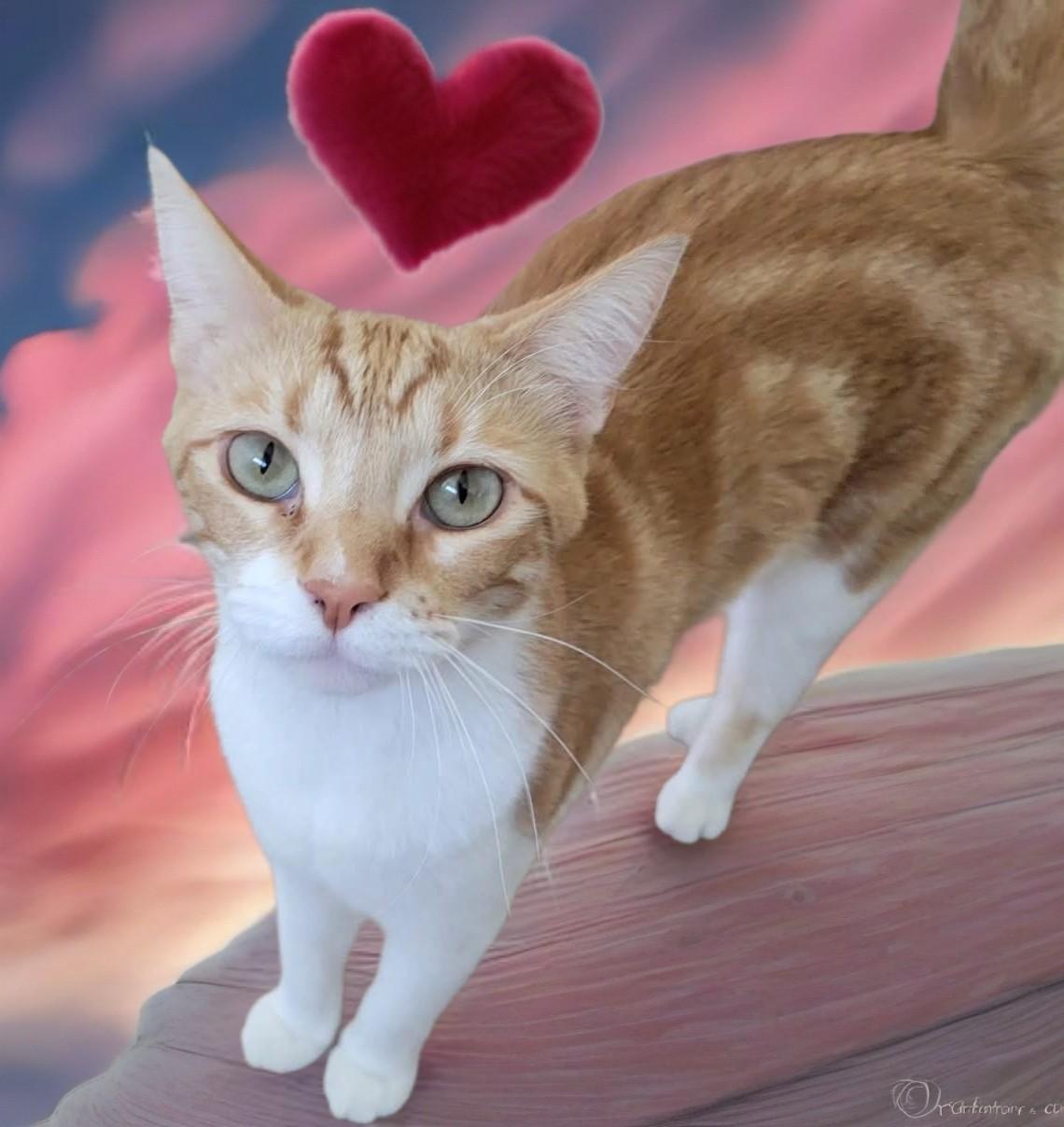 Barbie, Adoptable, Kitten Female Domestic Short Hair.