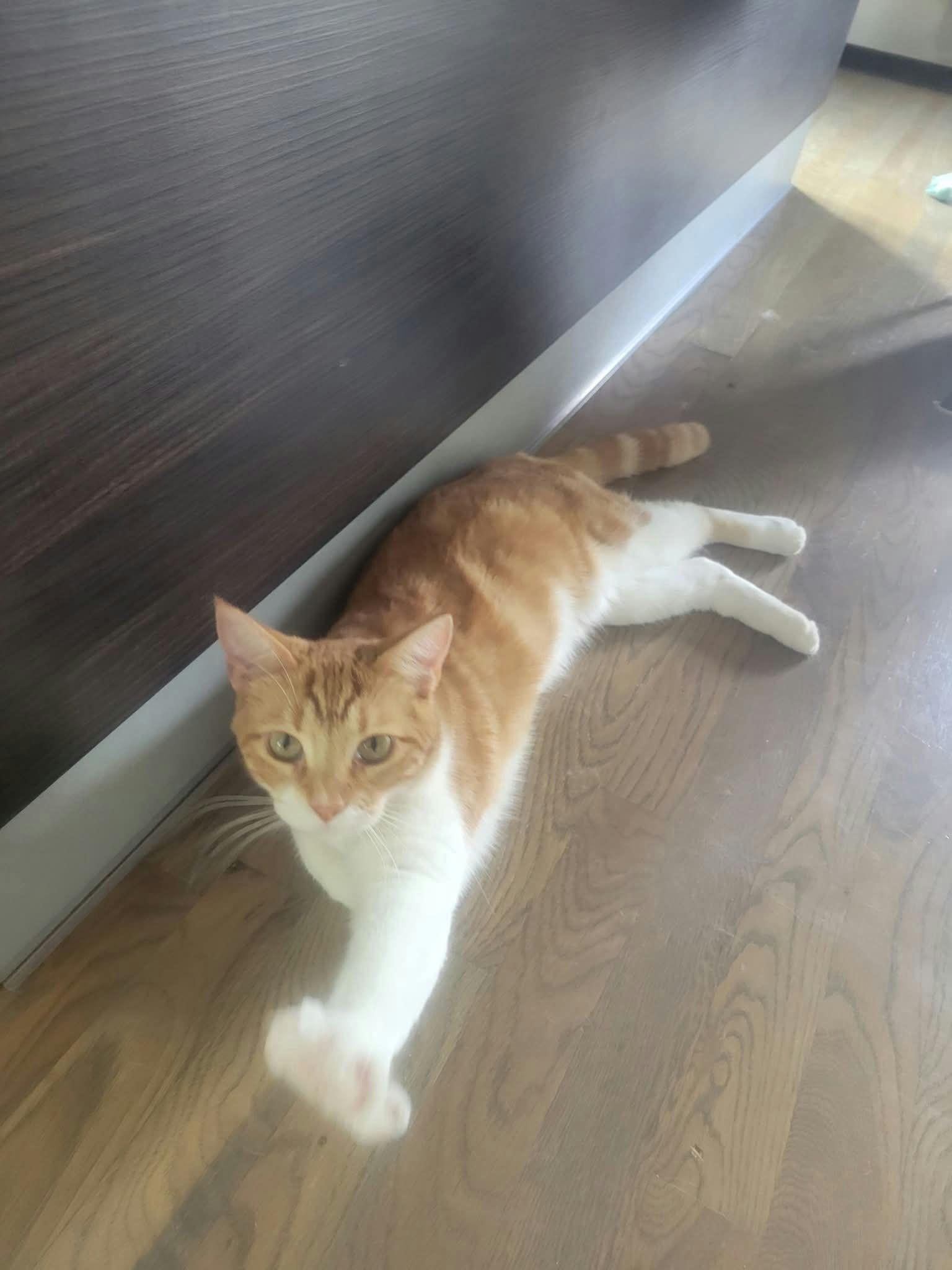 Enlarge Barbie, a Adoptable Domestic Short Hair in Houston, TX image 3/4