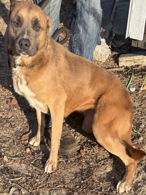 LILLY, Adoptable, Adult Female German Shepherd Dog & Mixed Breed.