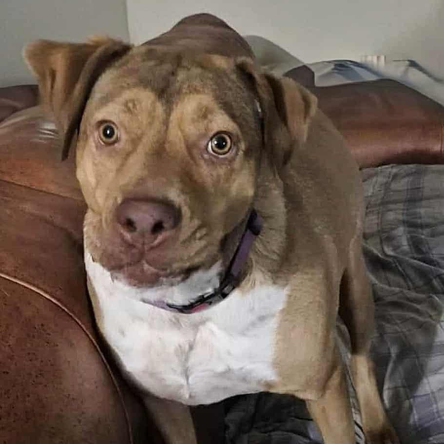 Enlarge CANELA, a Adoptable mixed breed in RAPID CITY, SD image 3/4