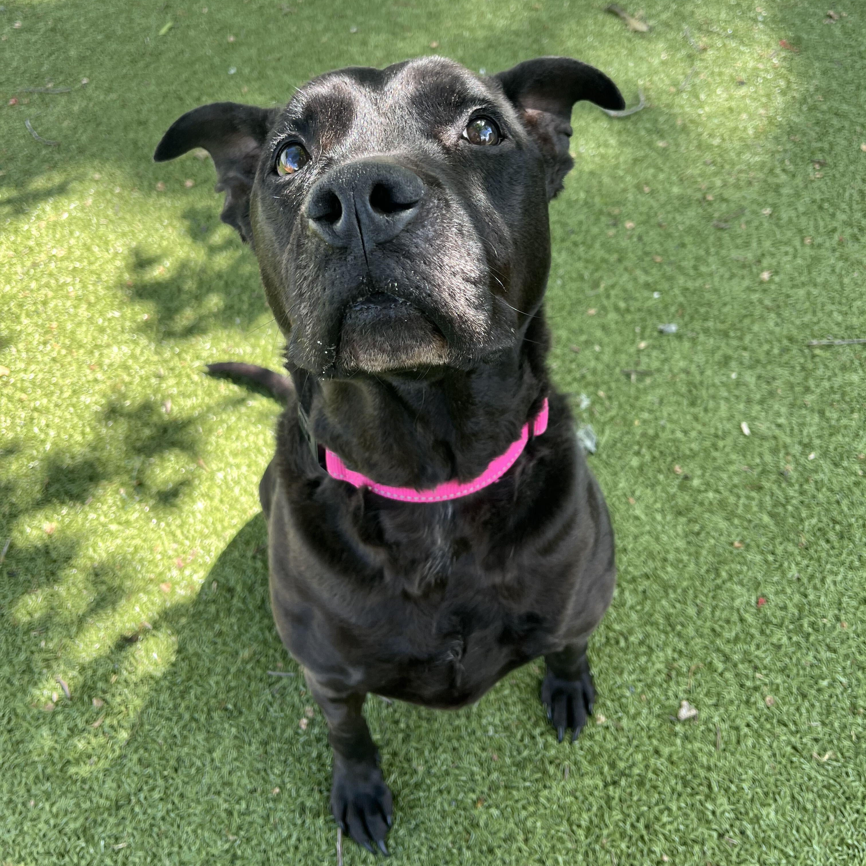 Bridget, a Adoptable mixed breed in New Bedford, MA image 2/2