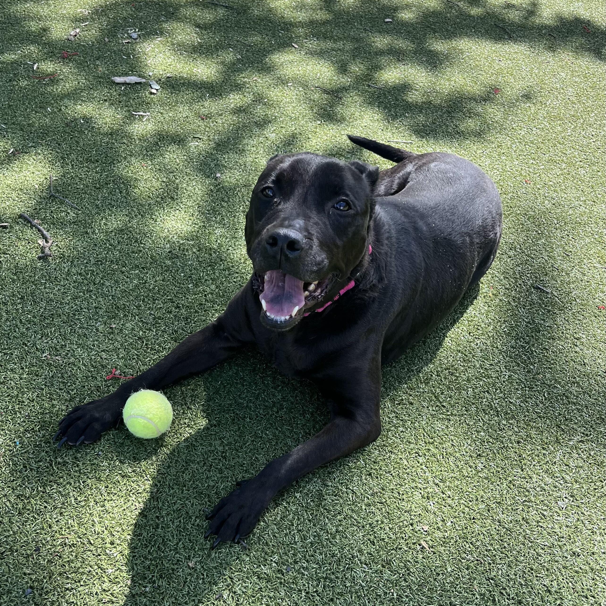 Bridget, a Adoptable mixed breed in New Bedford, MA image 1/2