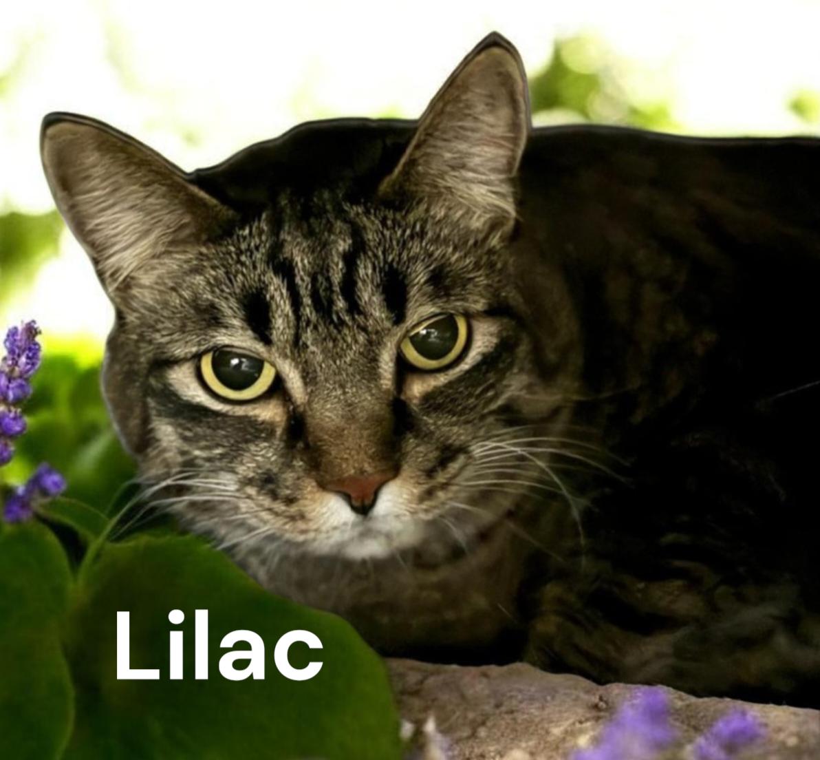 Enlarge Lilac, a Adoptable Tabby in Newport News, VA image 1/1