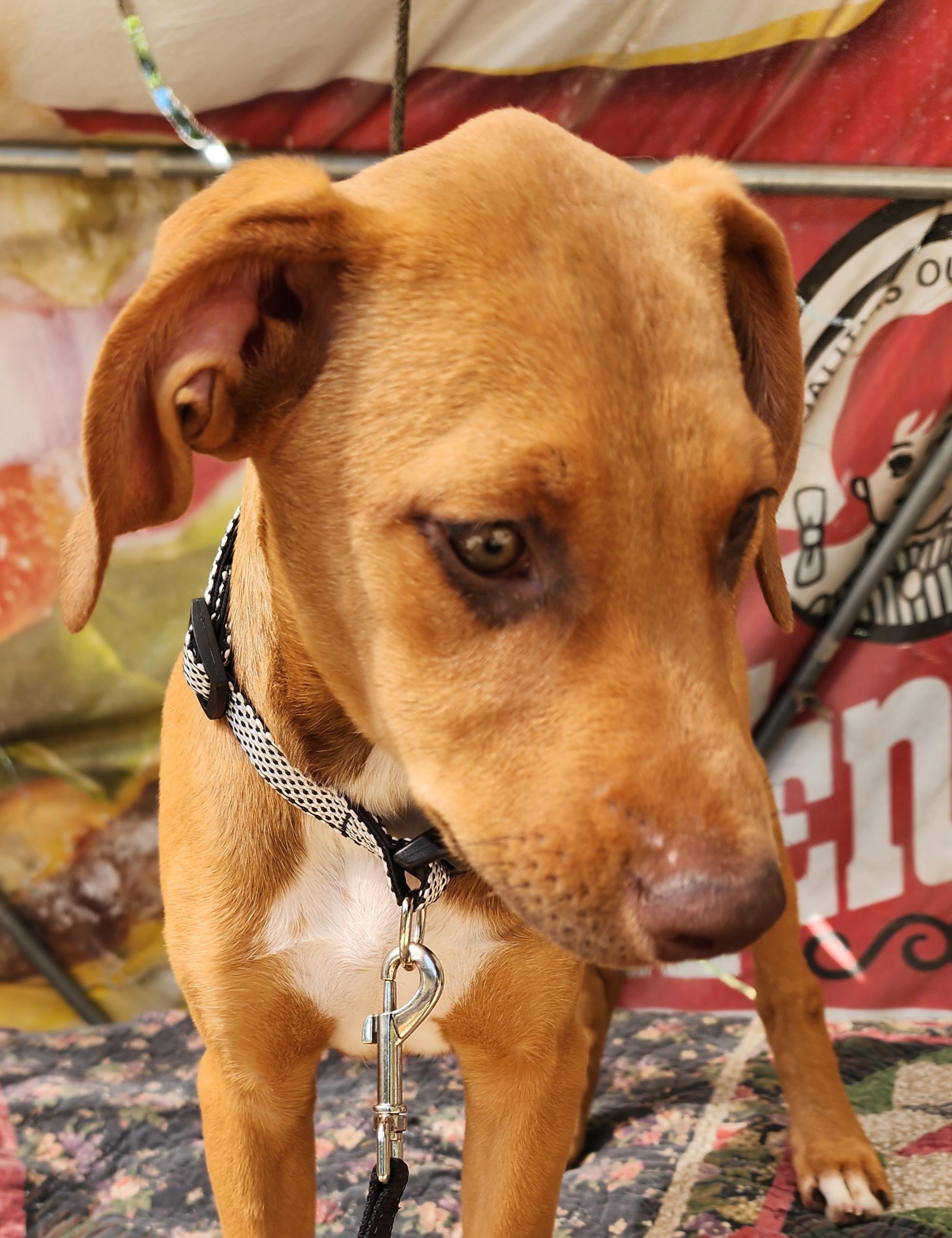 Daphne, a ADOPTABLE mixed breed in Lafayette, CA image 3/4