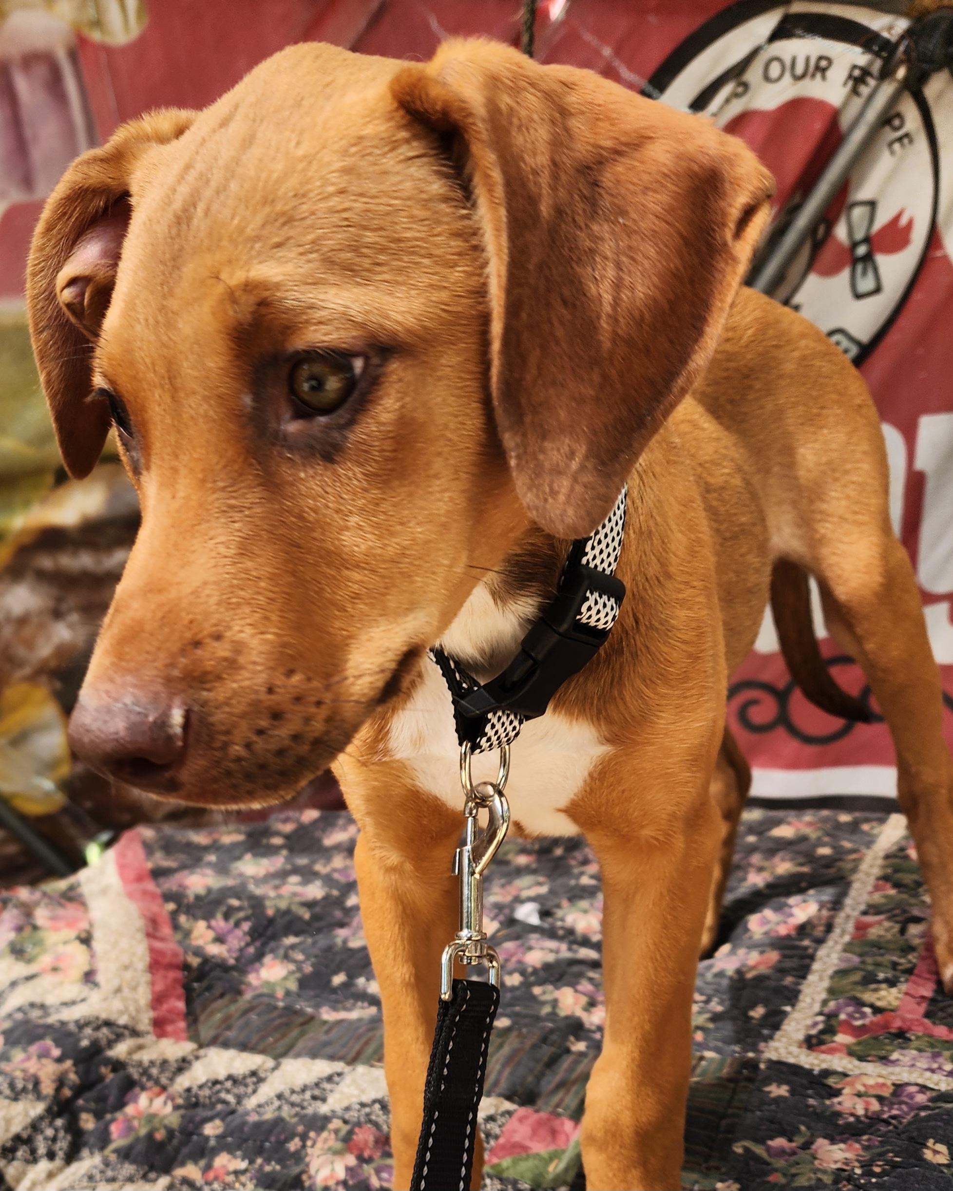 Daphne, a ADOPTABLE mixed breed in Lafayette, CA image 4/4
