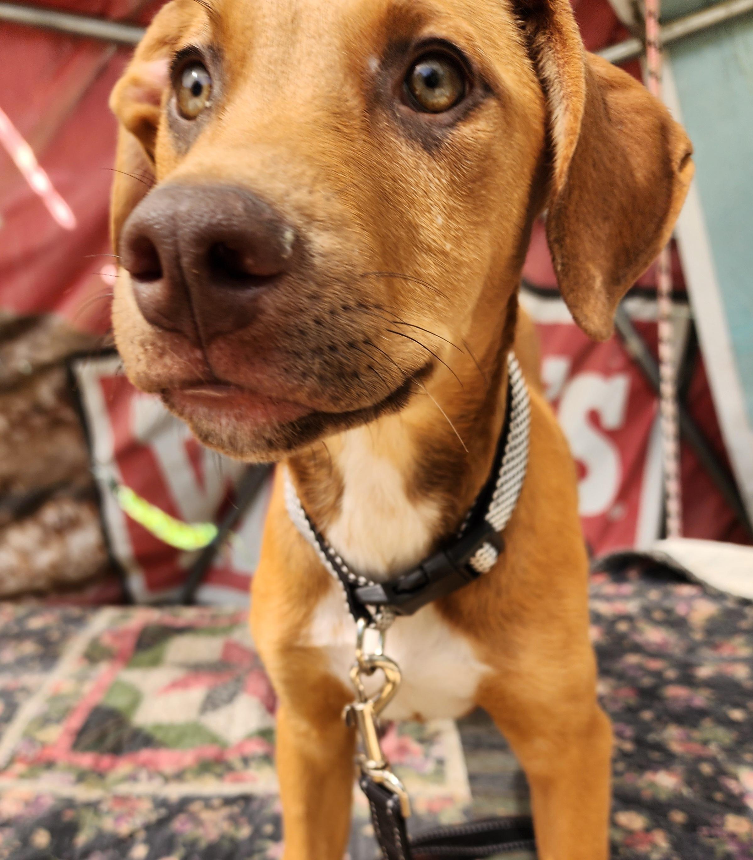 Daphne, a ADOPTABLE mixed breed in Lafayette, CA image 2/4