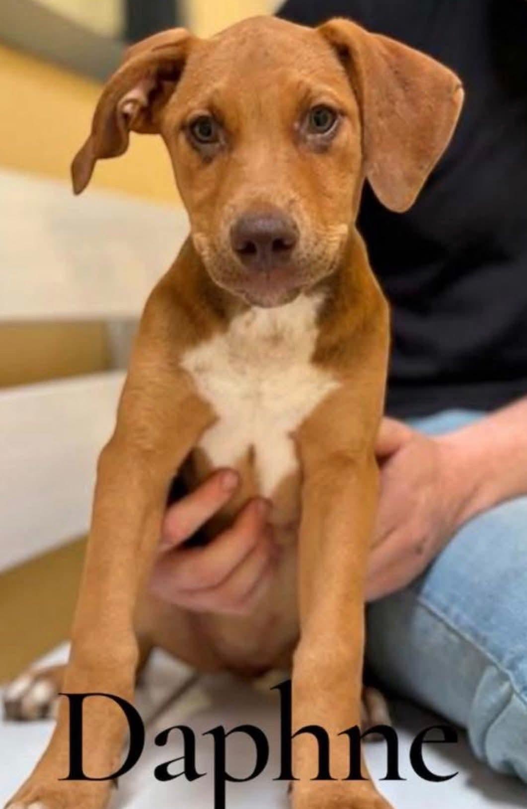 Daphne, ADOPTABLE, Puppy Female Vizsla.