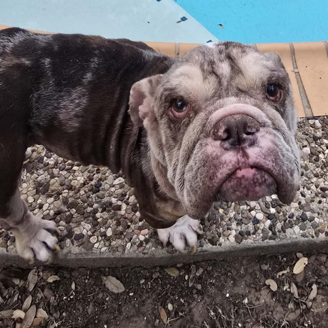 Buster, ADOPTABLE, Senior Male English Bulldog.