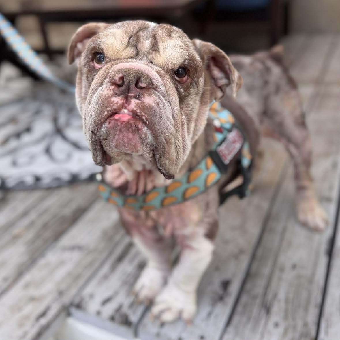 Buster — thumbnail 2