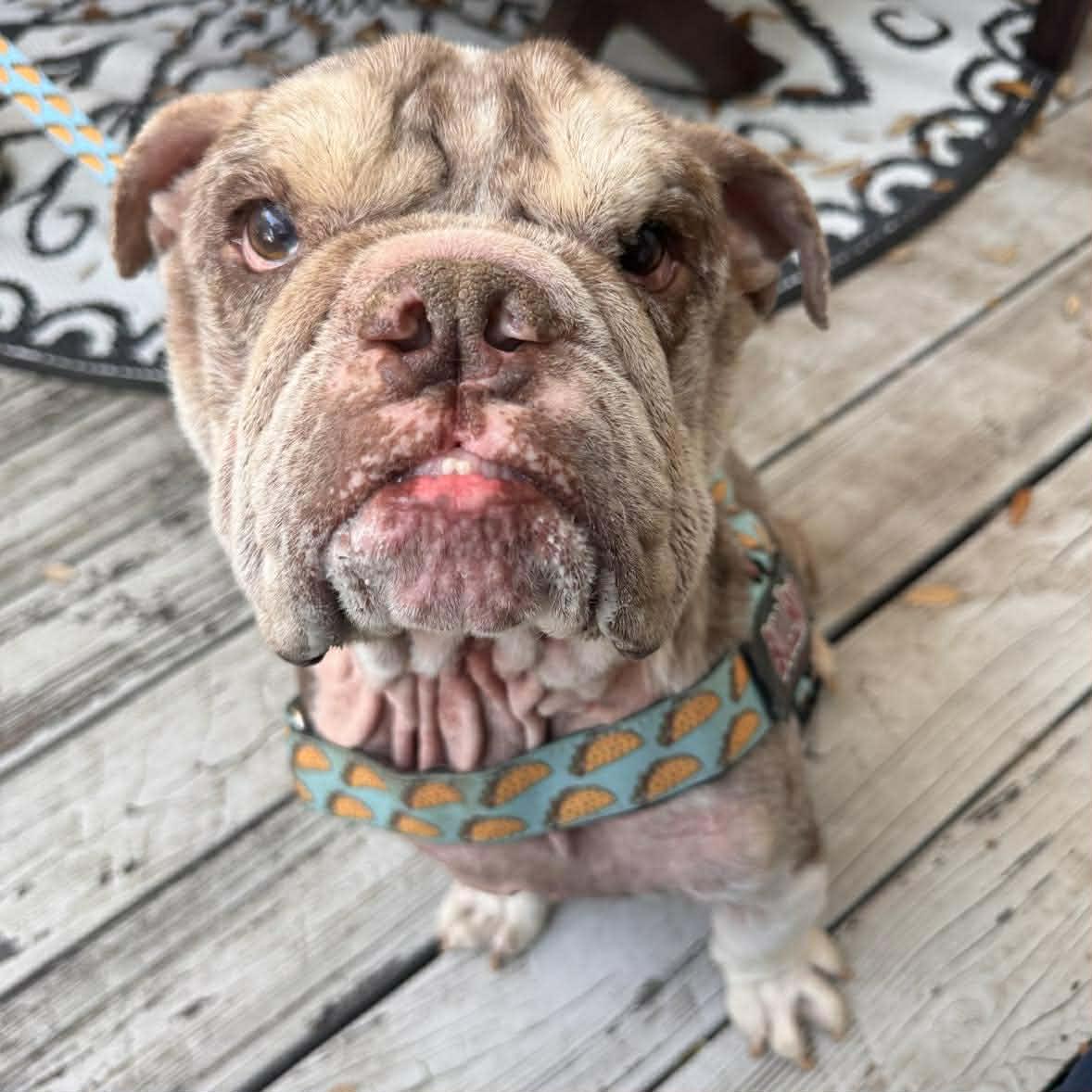 Enlarge Buster, an adopted English Bulldog in San Antonio, TX image 1/5