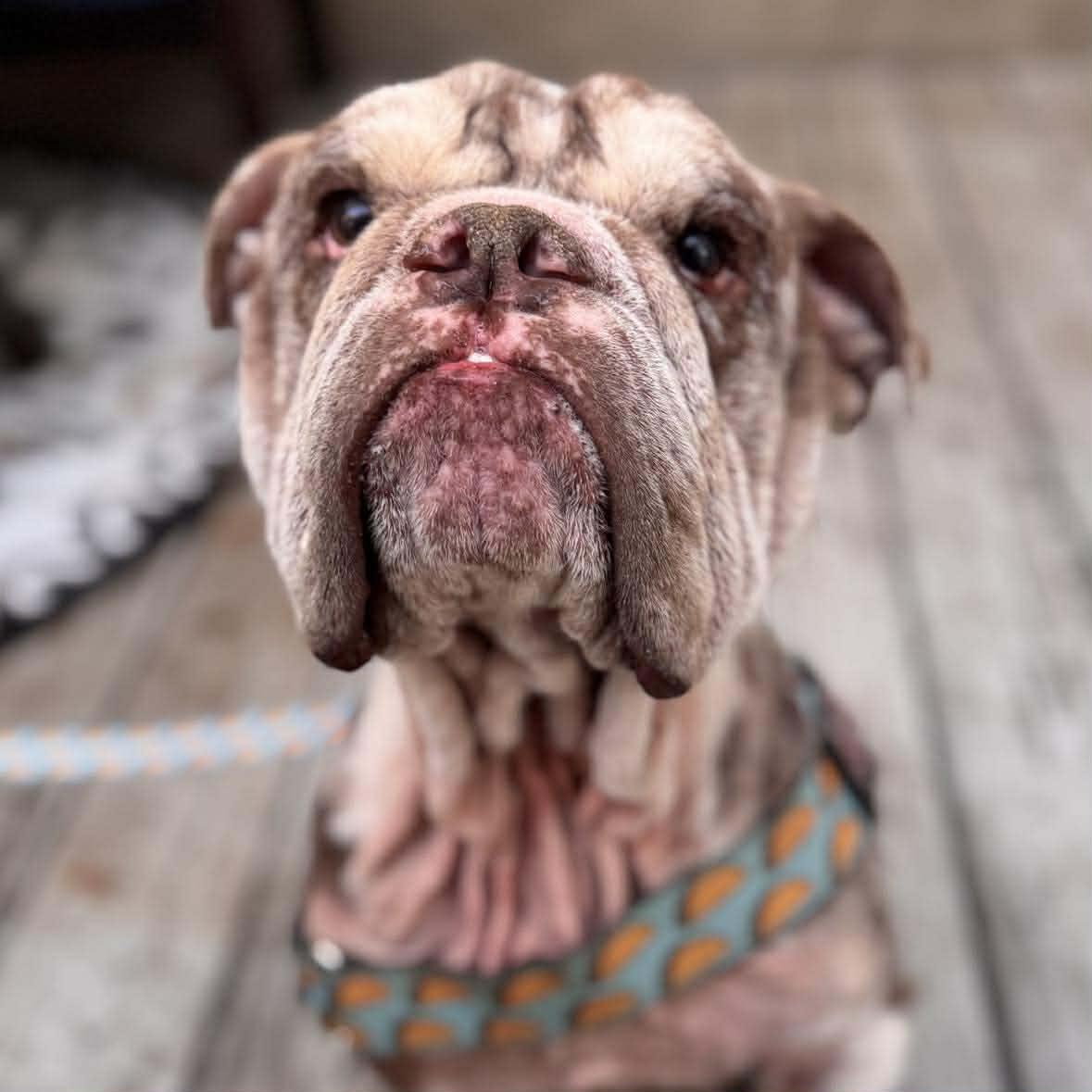 Enlarge Buster, an adopted English Bulldog in San Antonio, TX image 4/5