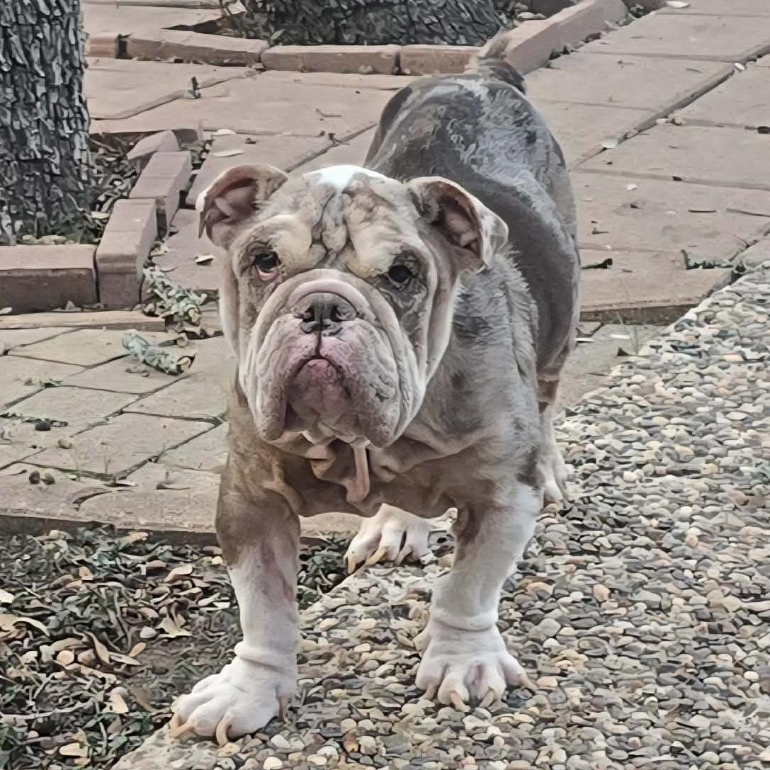 Enlarge Buster, a ADOPTABLE English Bulldog in San Antonio, TX image 2/2