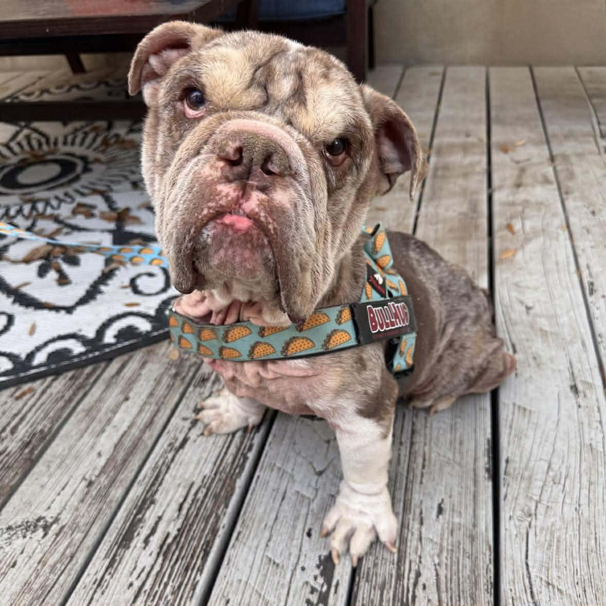 Enlarge Buster, an adopted English Bulldog in San Antonio, TX image 2/5