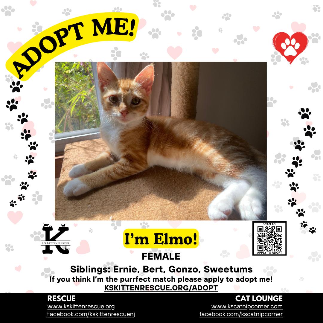 Elmo, Adopted, Kitten Female Domestic Short Hair.