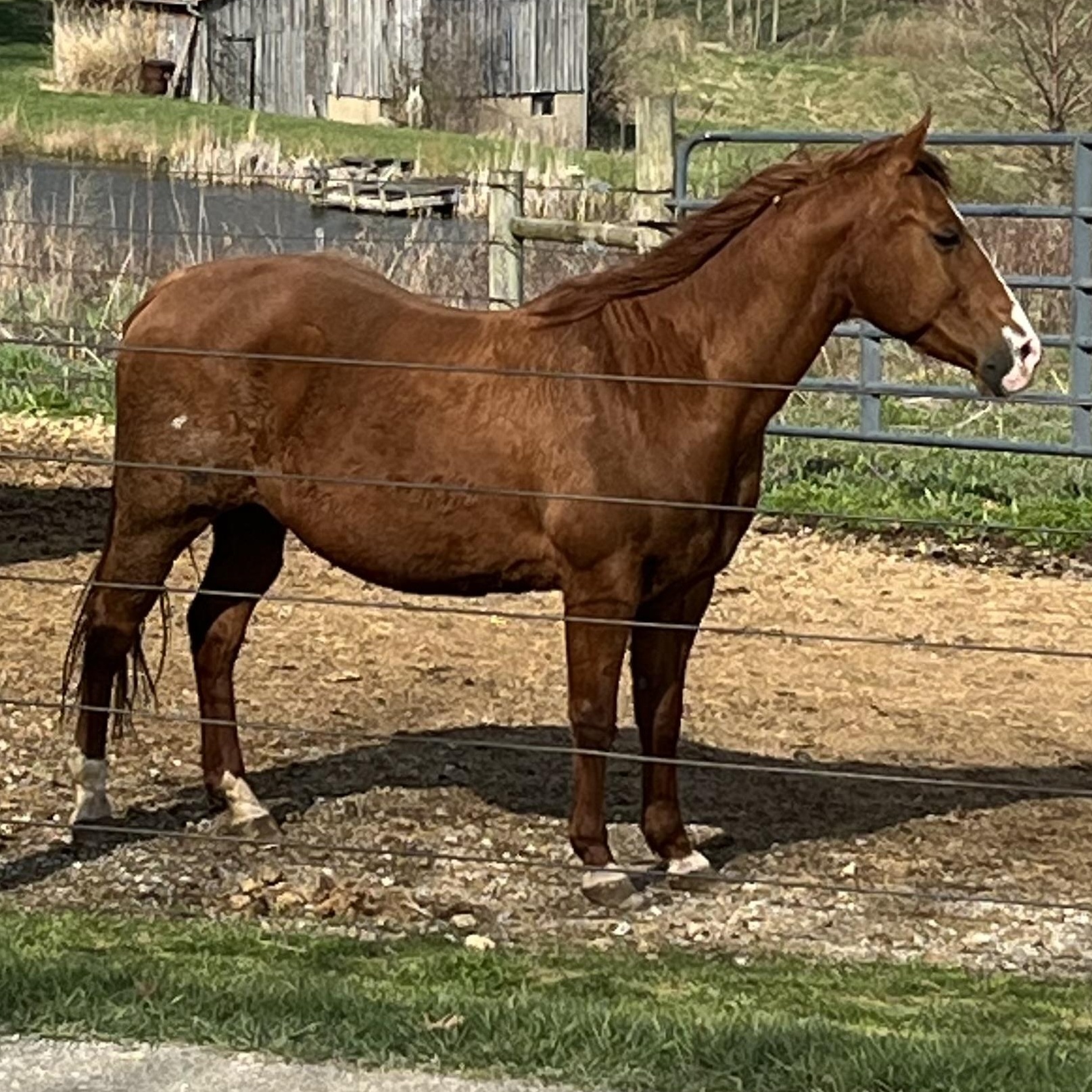 Jubilee, Adult Female unknown
