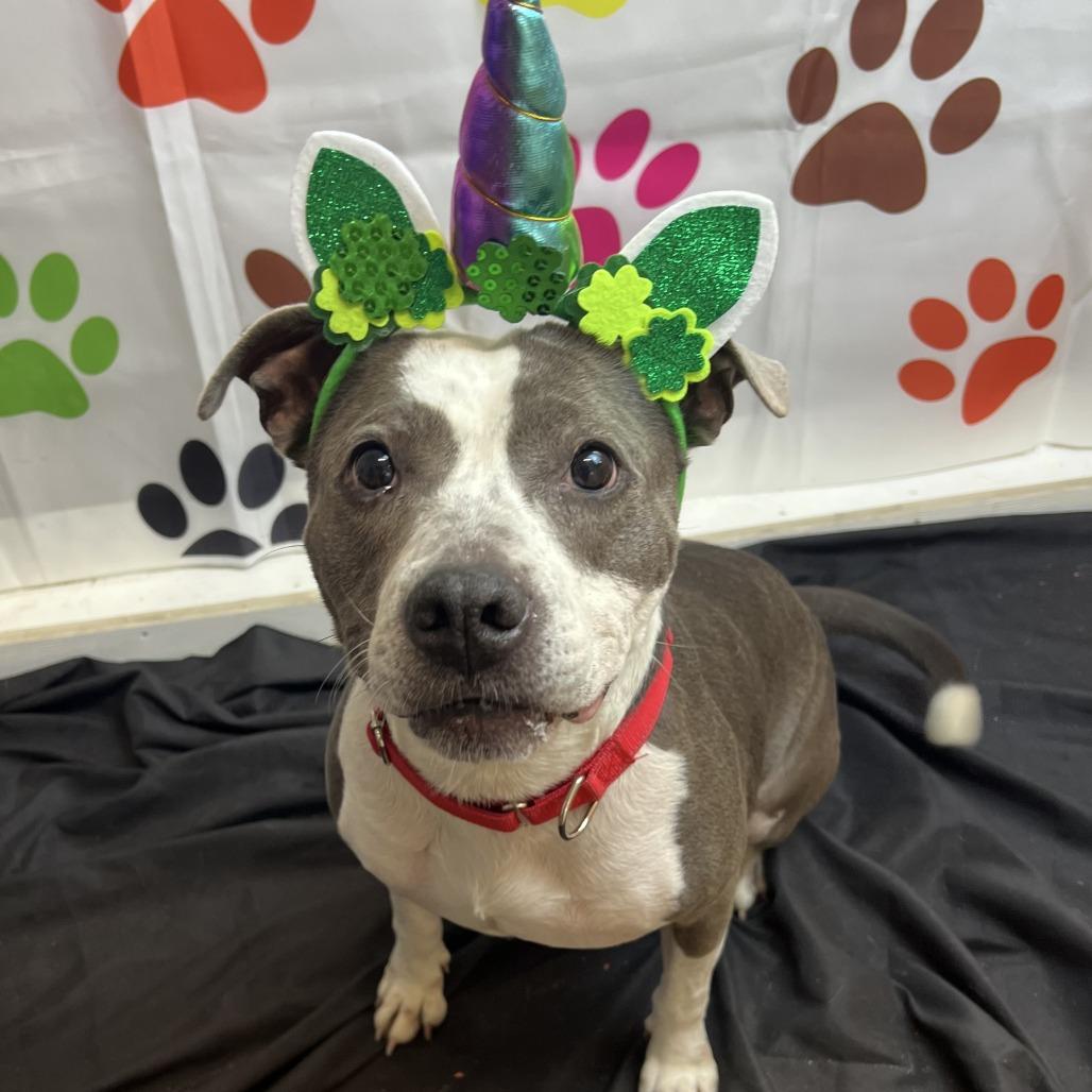 Tira, Adoptable, Adult Female Pit Bull Terrier.