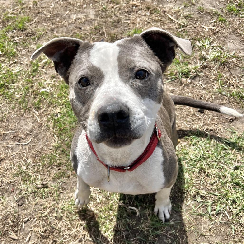 Enlarge Tira, a Adoptable mixed breed in Wadena, MN image 3/6