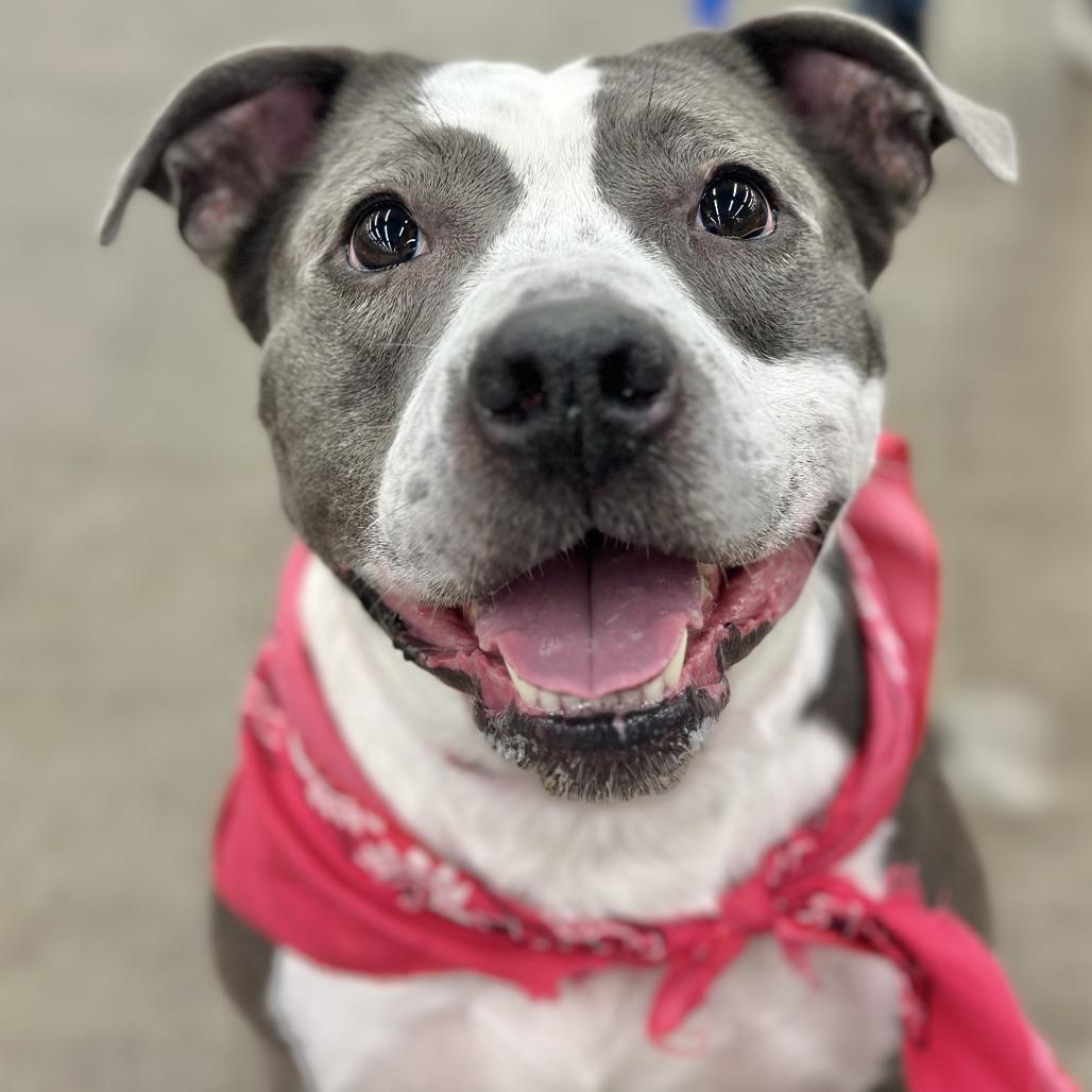 Enlarge Tira, a Adoptable mixed breed in Wadena, MN image 3/5