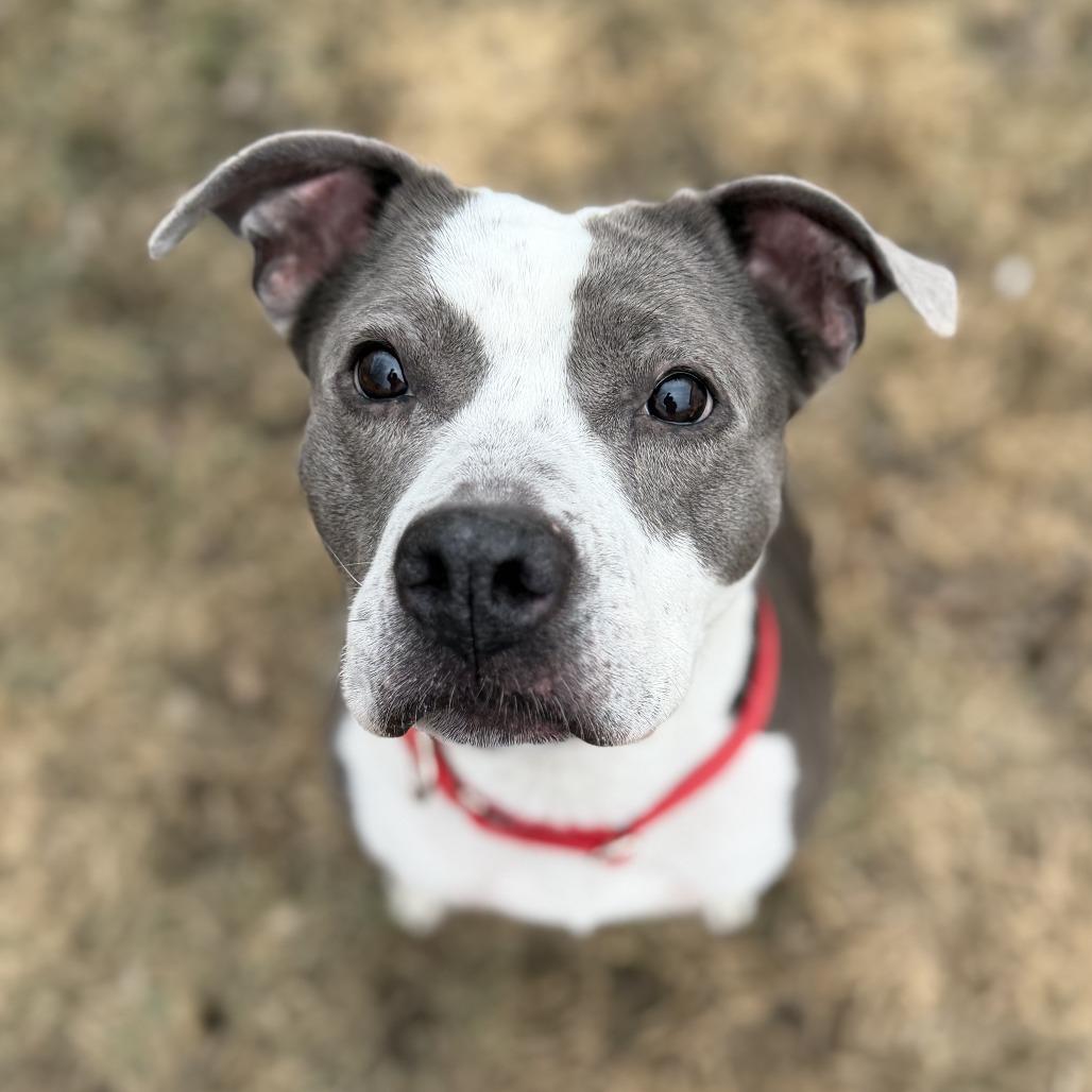 Enlarge Tira, a Adoptable mixed breed in Wadena, MN image 5/5