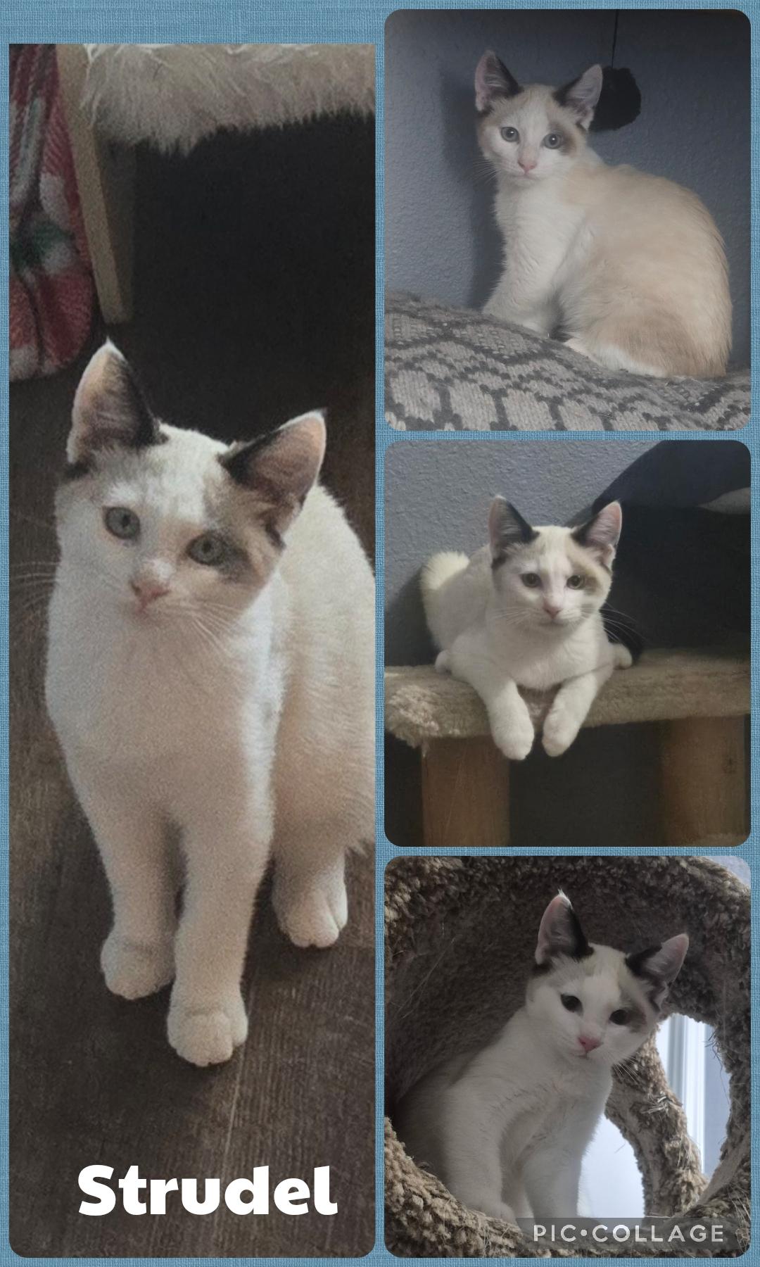 Strudel, Adoptable, Kitten Male Domestic Short Hair.