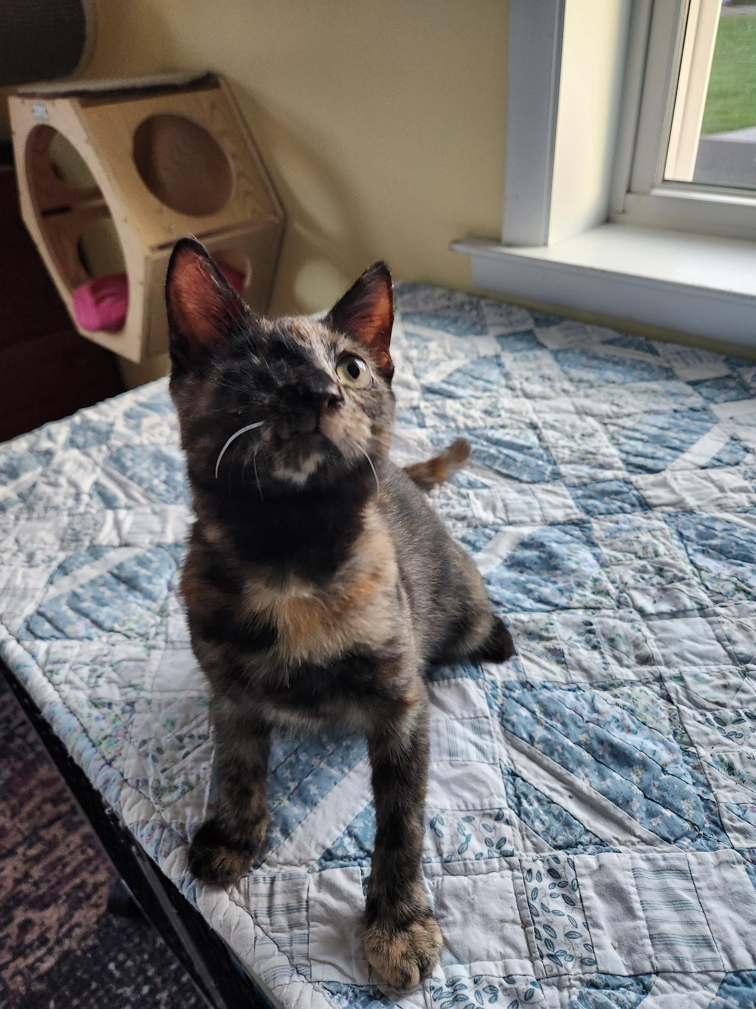 Enlarge Jelly Bean Nelly, an adopted Domestic Short Hair in Warminster, PA image 5/6