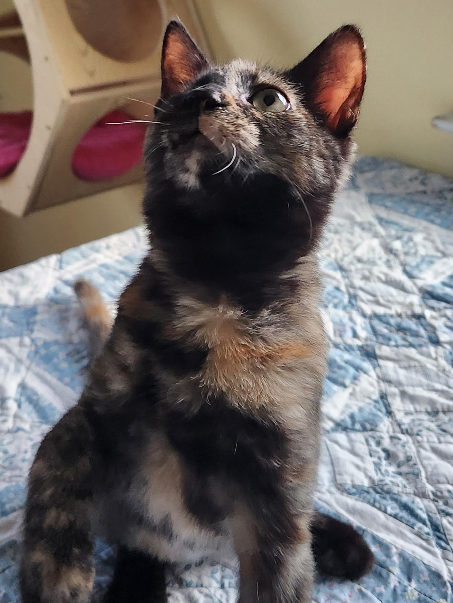 Enlarge Jelly Bean Nelly, an adopted Domestic Short Hair in Warminster, PA image 3/6