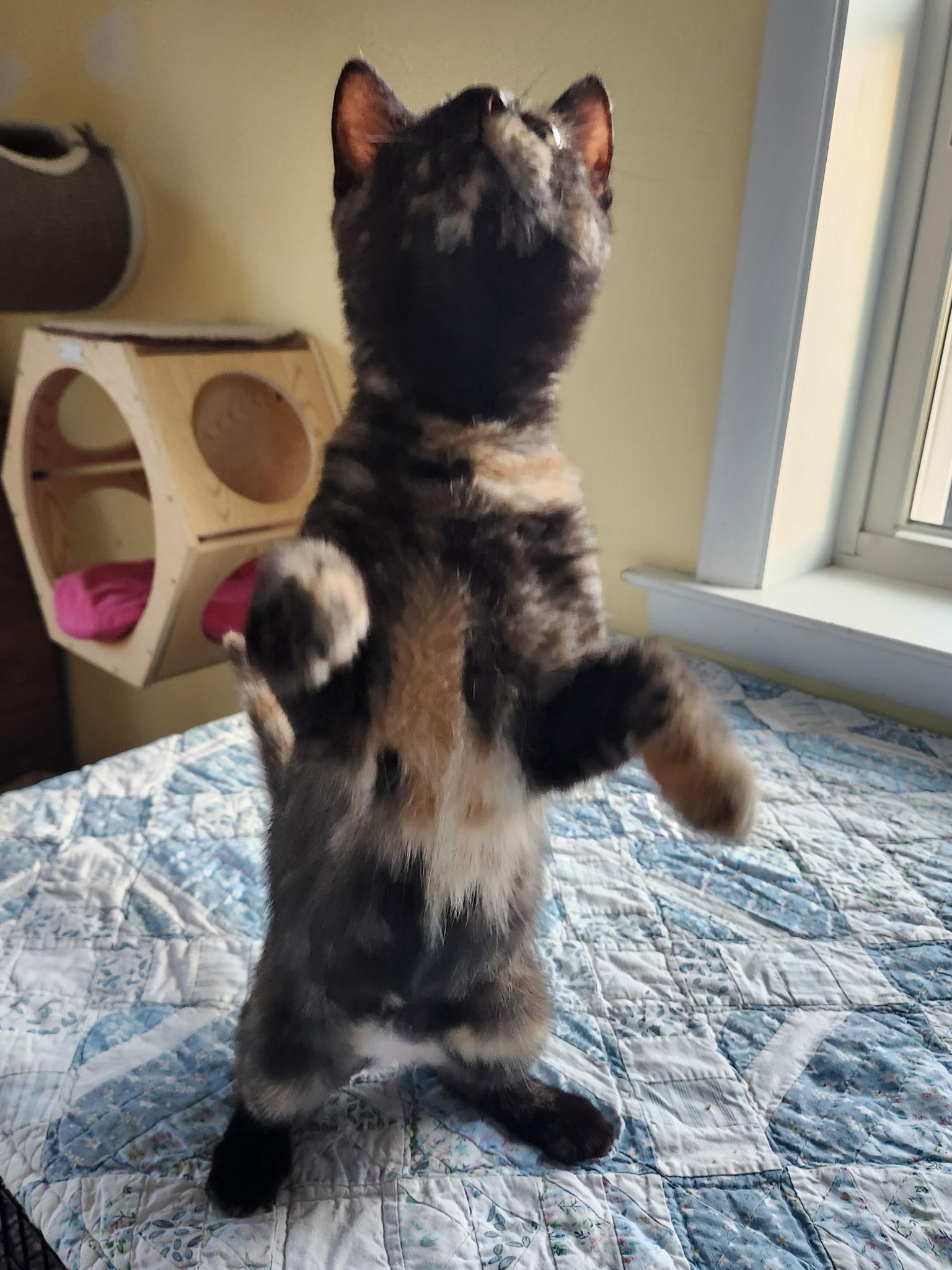 Enlarge Jelly Bean Nelly, an adopted Domestic Short Hair in Warminster, PA image 4/6