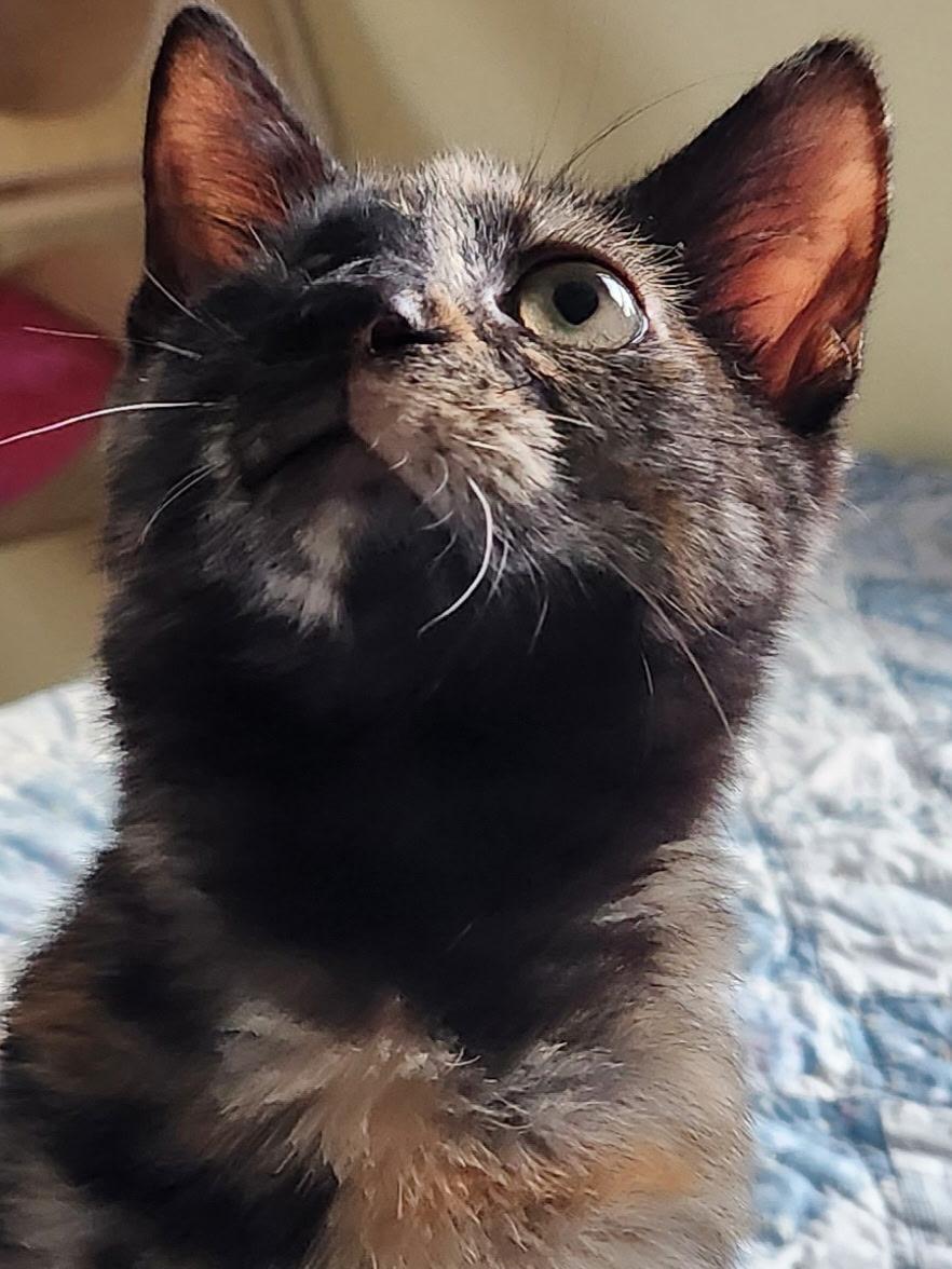 Enlarge Jelly Bean Nelly, an adopted Domestic Short Hair in Warminster, PA image 2/6