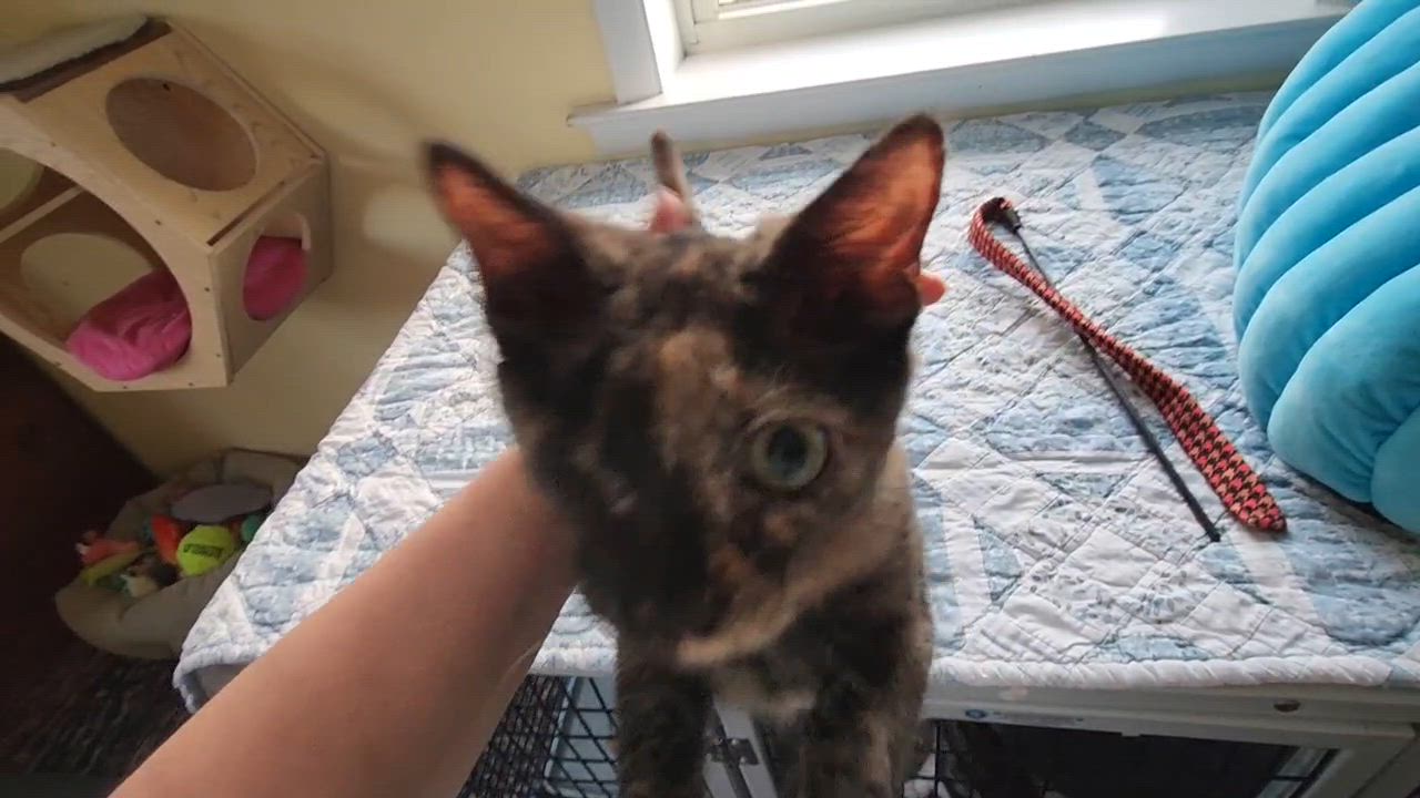 Enlarge Jelly Bean Nelly, an adopted Domestic Short Hair in Warminster, PA video 6/6