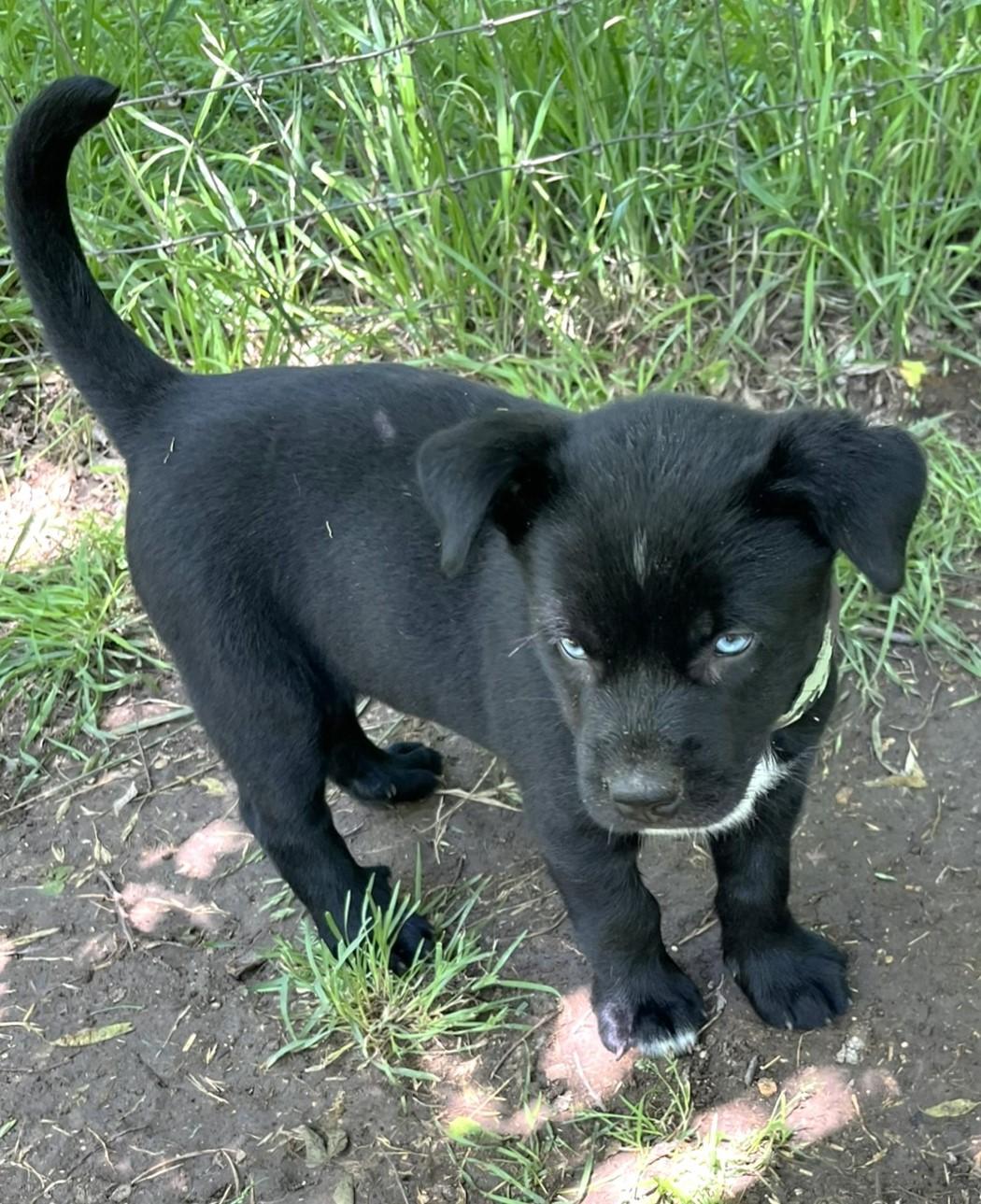 Enlarge Selene, a Adopted mixed breed in Godley, TX image 2/6