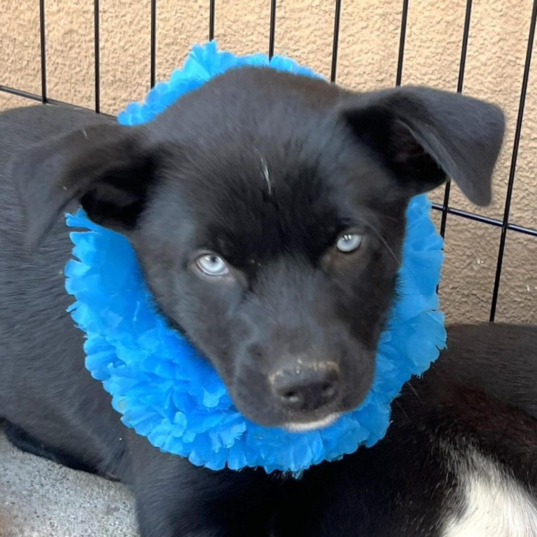 Selene, Adopted, Puppy Female Husky & Retriever.