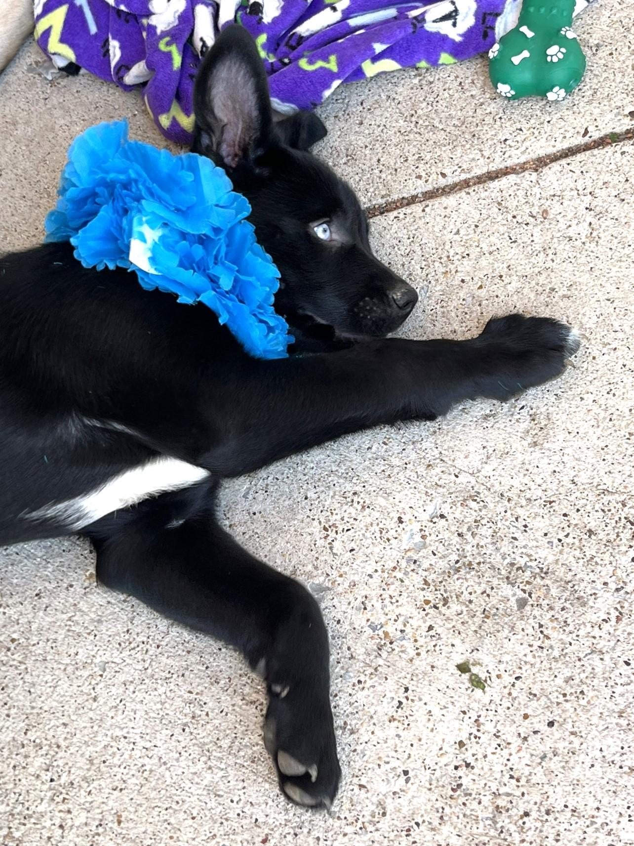 Enlarge Selene, a Adopted mixed breed in Godley, TX image 3/6